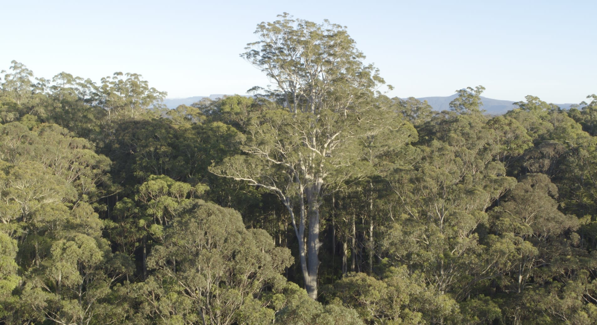 "Big Spotty", the world's largest known Spotted Gum tree, a majestic 72-metre- tall tree located in North Brooman State Forest on the New South Wales South Coast.