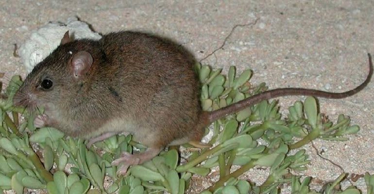 img_Bramble_cay_melomys