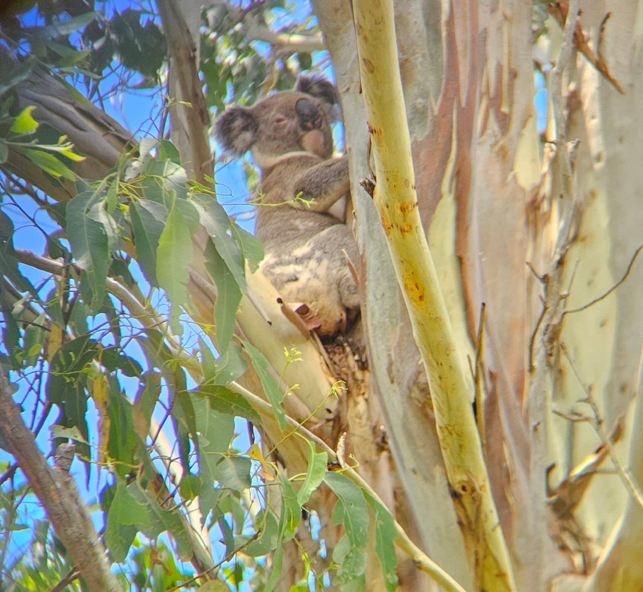 img_KFCI_koala