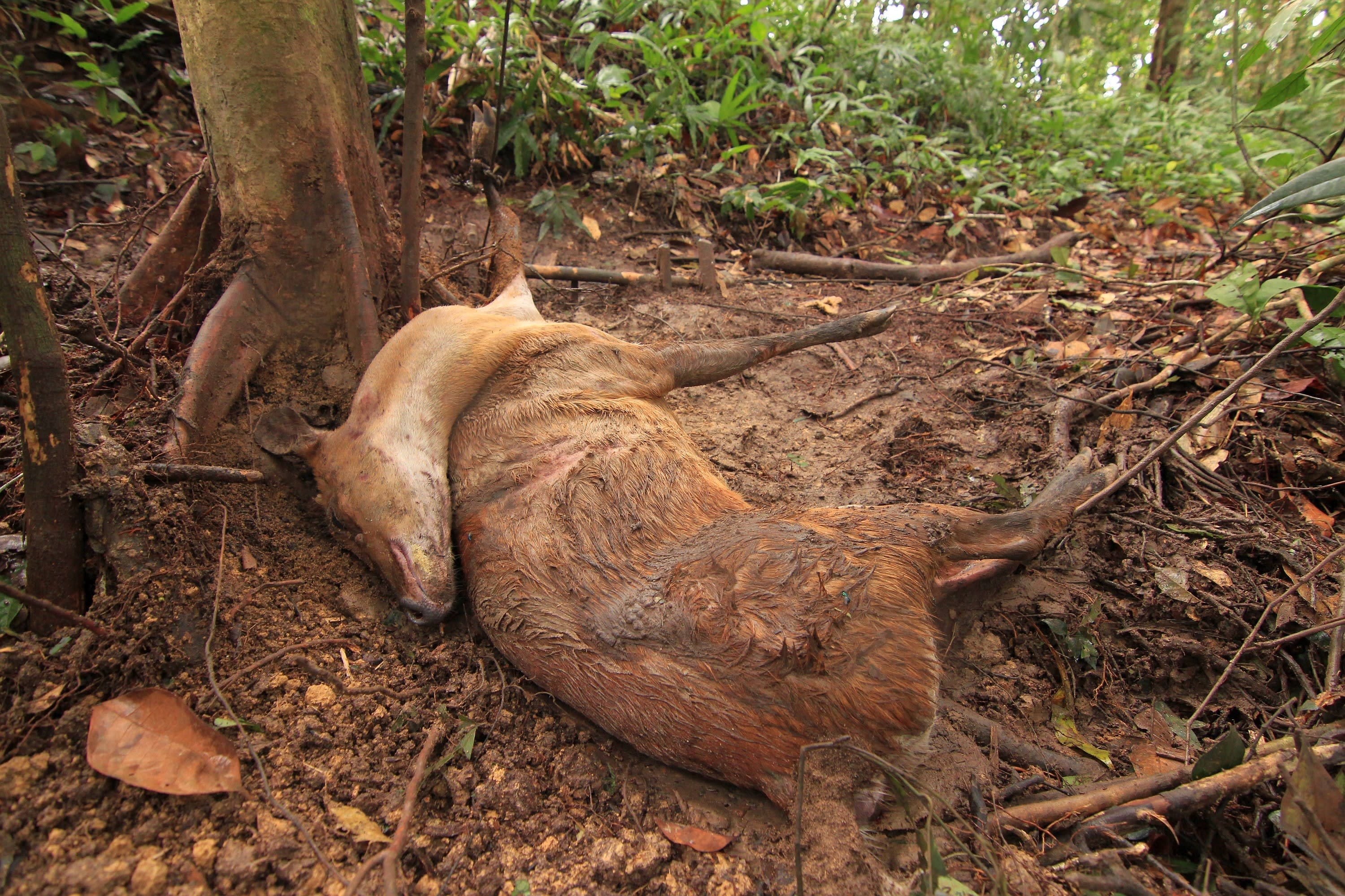 A deceased barking deer lays under a tree in the forest. Its hair is muddy.