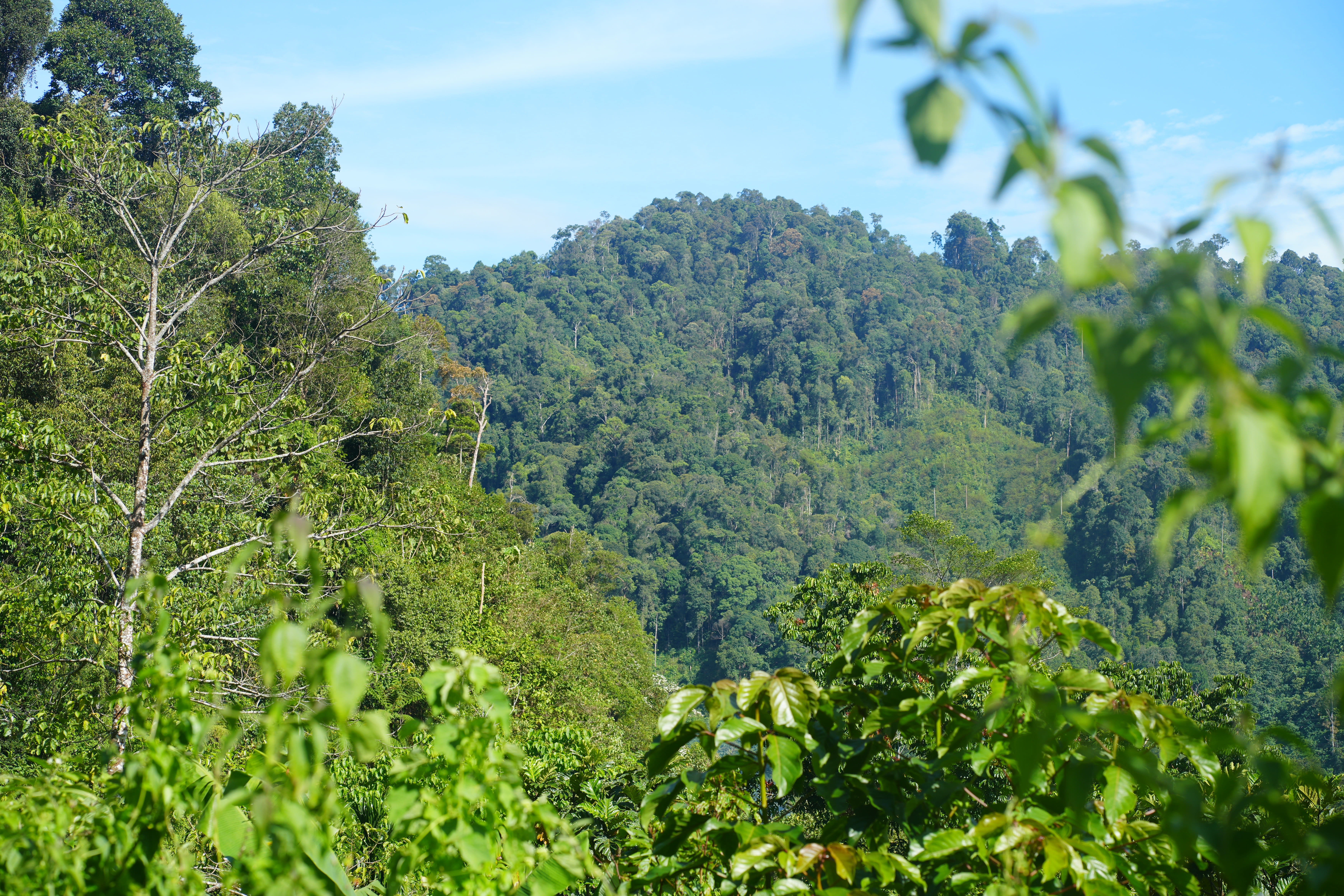 Lubuk Gadang Utara Nagari forest