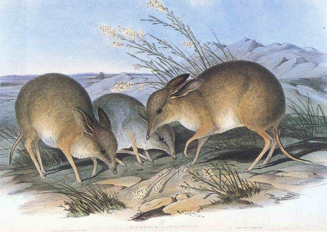 img_Pig_Footed_Bandicoot