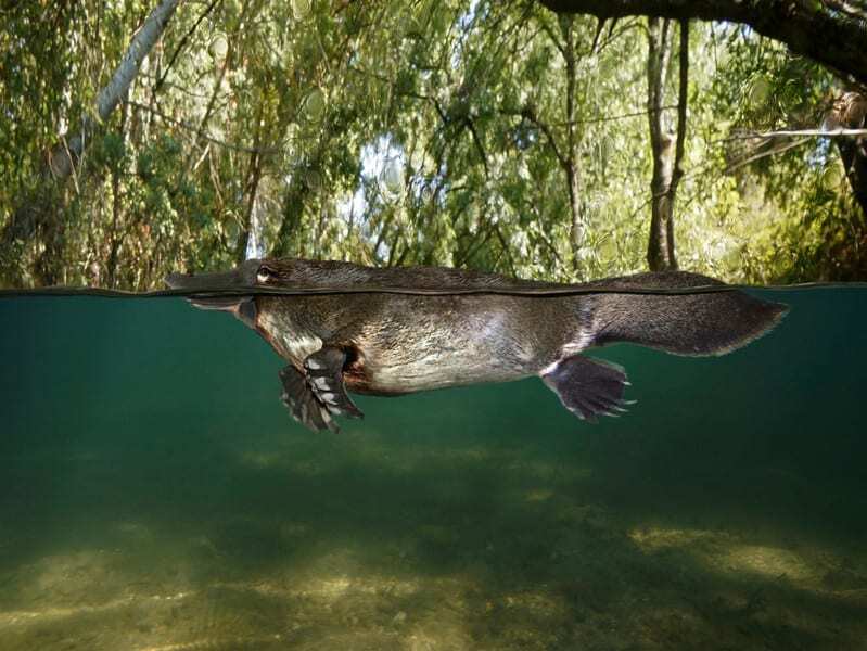 Platypus swimming in a river on the surface banner image