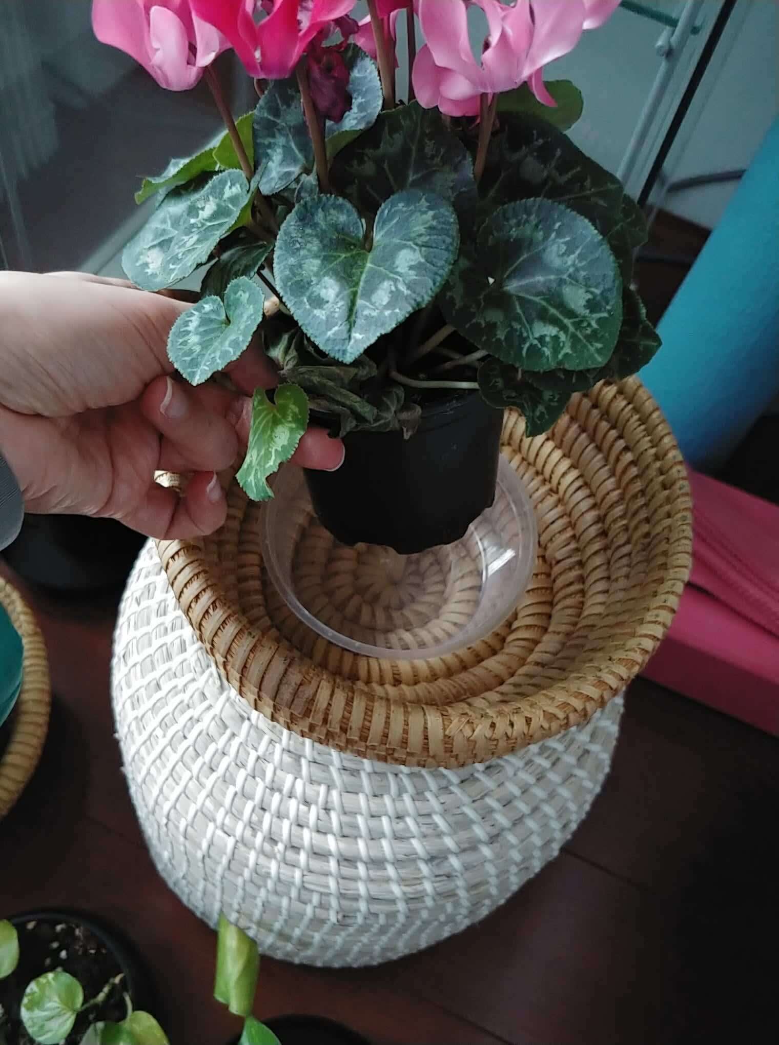 Recycled plastic plant water dish #PlasticFreeShop Challenge