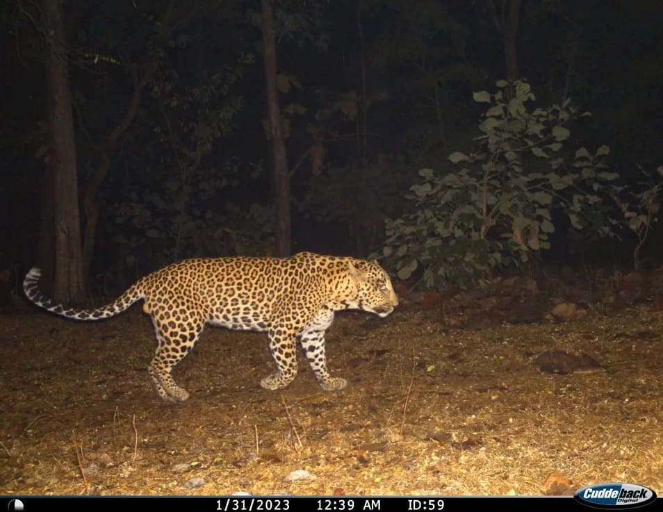 img_ Leopard_Satpura-Pench_corridor