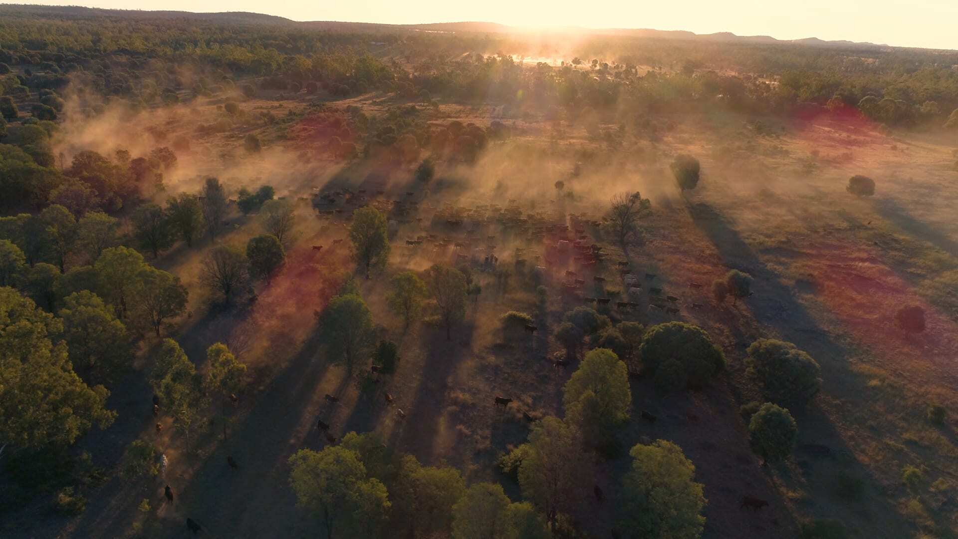 Aerial view of a cattle farm in Queensland, June 2017.
Through Project Pioneer, WWF-Australia is working with leading beef producers in Queensland to develop, trial and validate improved livestock and pasture management that can deliver significant economic, social and environmental gains. Our major objective is to reduce run-off from farms and to improve water quality in the catchments feeding into the Great Barrier Reef lagoon.