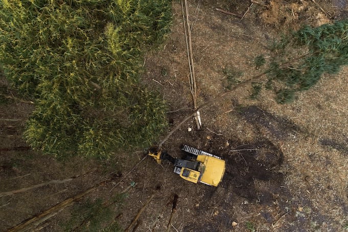 Vertical drone shot of timber cutting machine harvesting plantation in south-east Australia