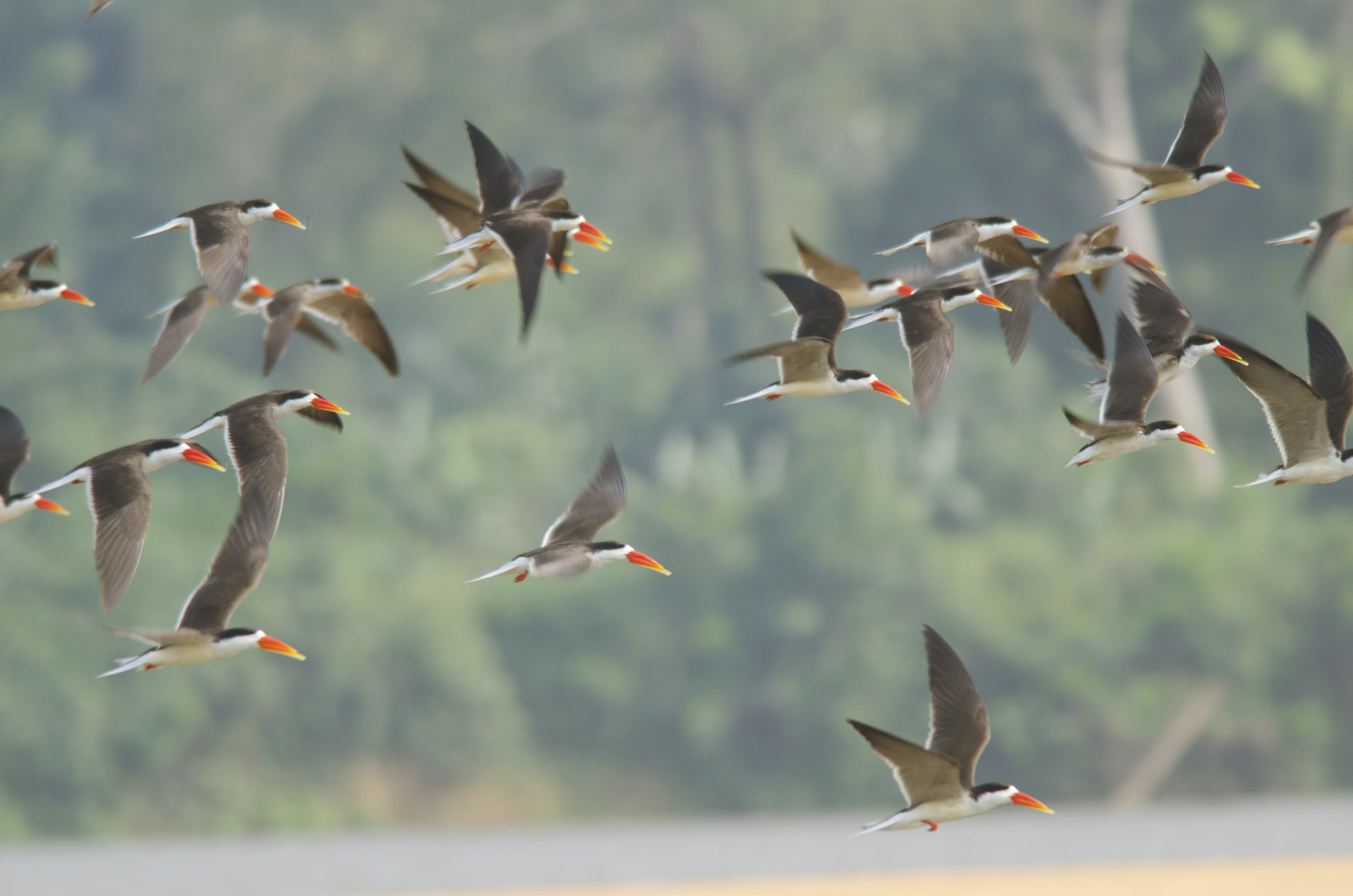 African skimmers (Rynchops flavirostris) flying near the Cameroon coast