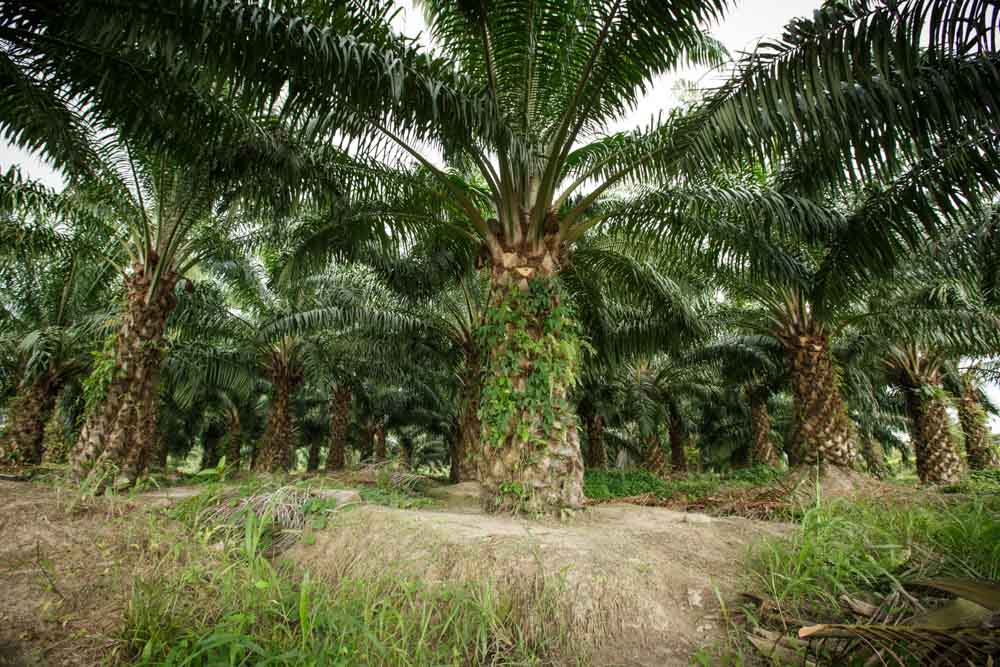 Agrocaribe plantation awarded the Roundtable on Sustainable Palm Oil (RSPO) certificate, Guatemala