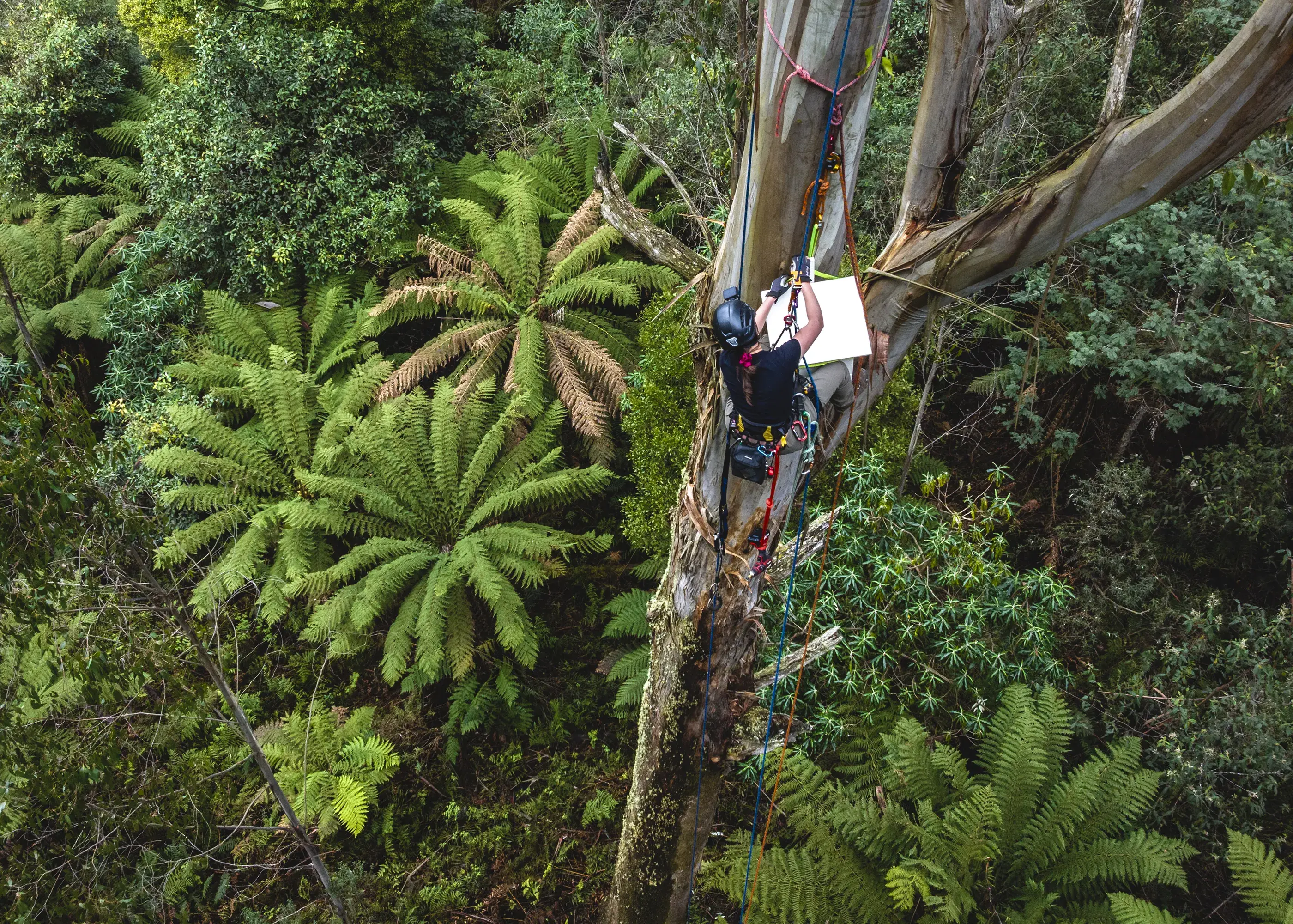 Dr Ana Gracanin installing a greater glider nest box up a tree. Aerial image looking down on a person climbing a tall tree to install a nest box in an Australian native forest.