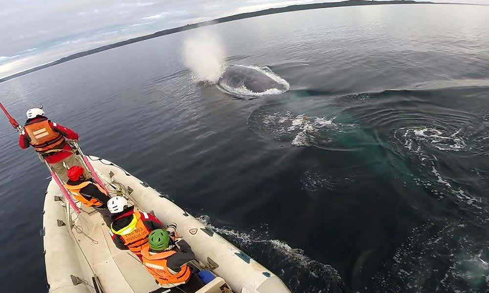 Blue whale (Balaenoptera musculus) surfacing in front of the WWF research team, Gulf of Corcovado