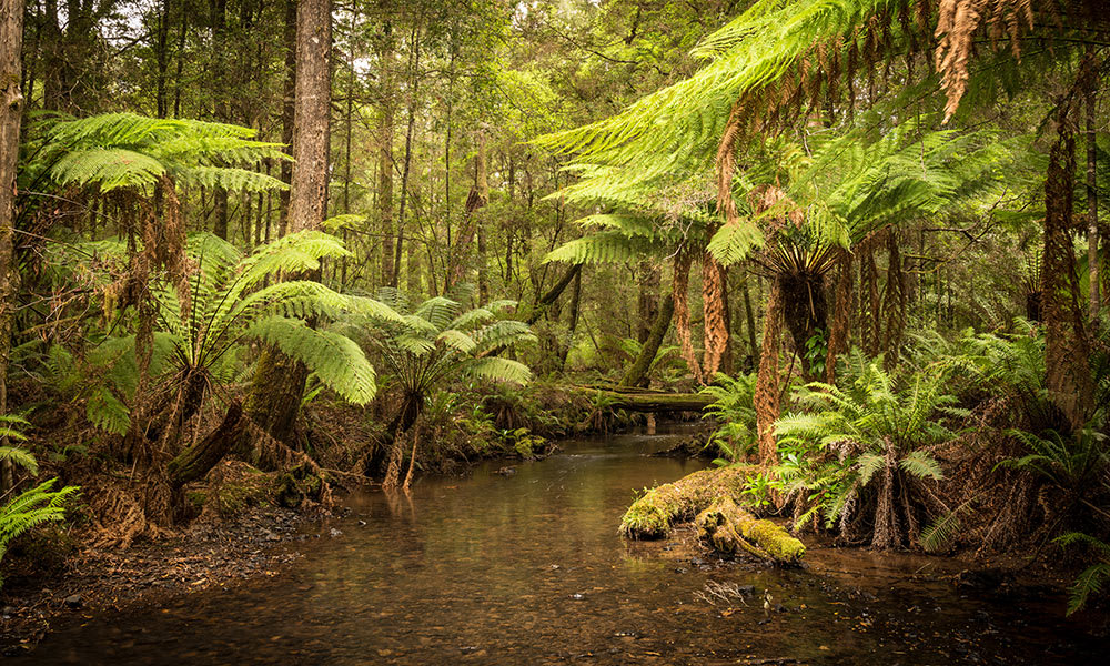 Balfour Packhorse Track, Tarkine Drive, Tasmania.