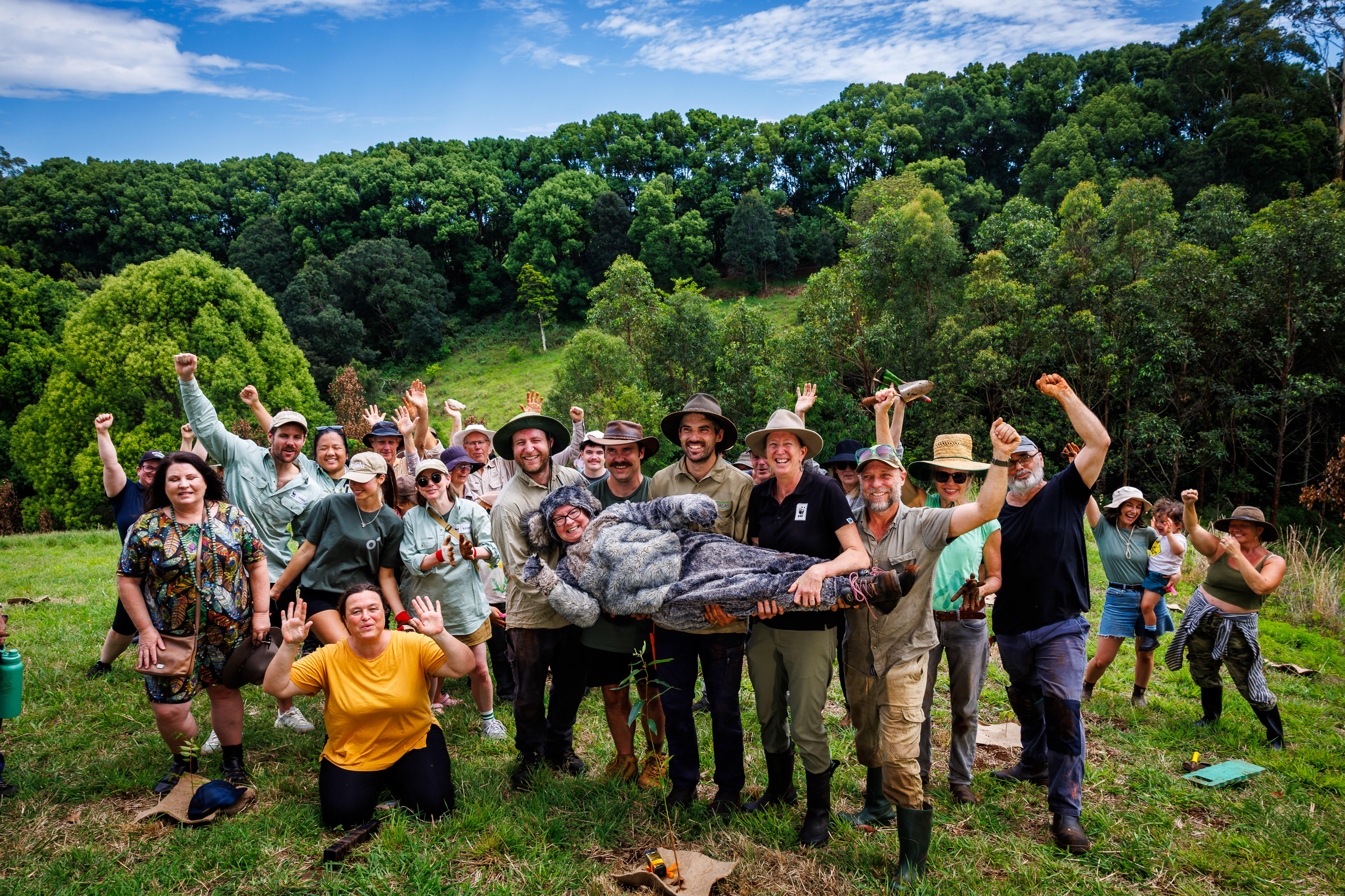 img_bangalow_koalas_500k_trees