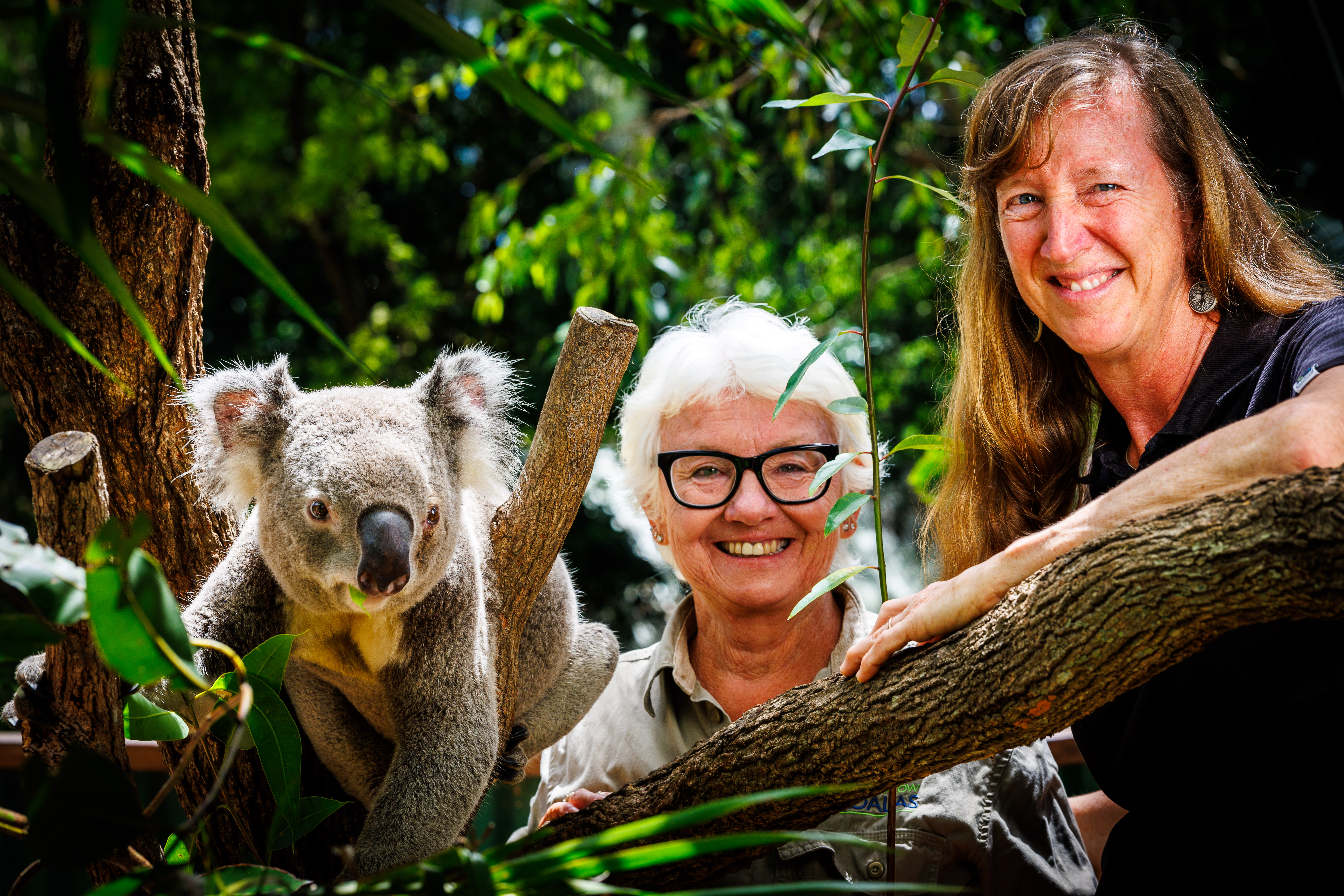 img_bangalow_koalas_500k_trees2