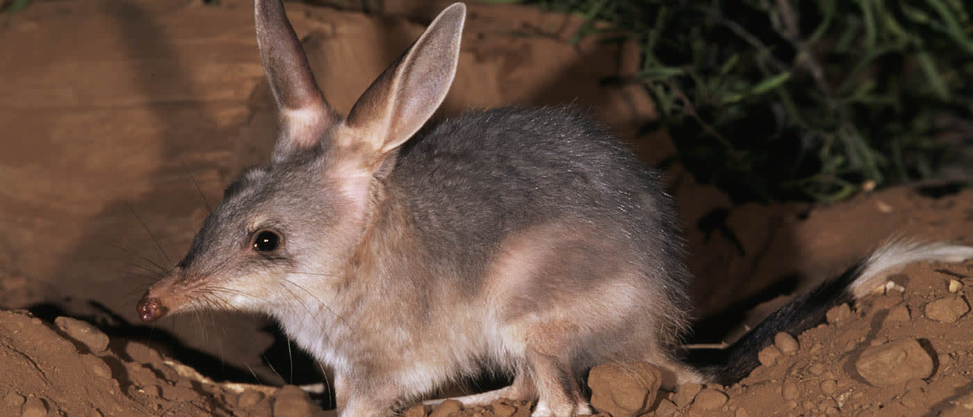 Bilby spotted at night