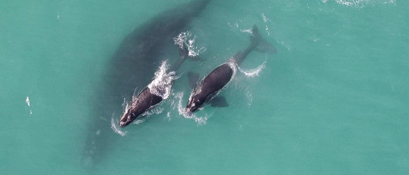 Southern right whale banner video background