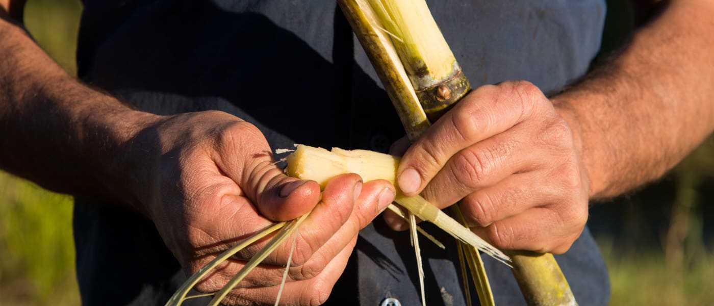 Mark Bugeja, holding sugar cane, Mackay, North Queensland,&nbsp;July 2014