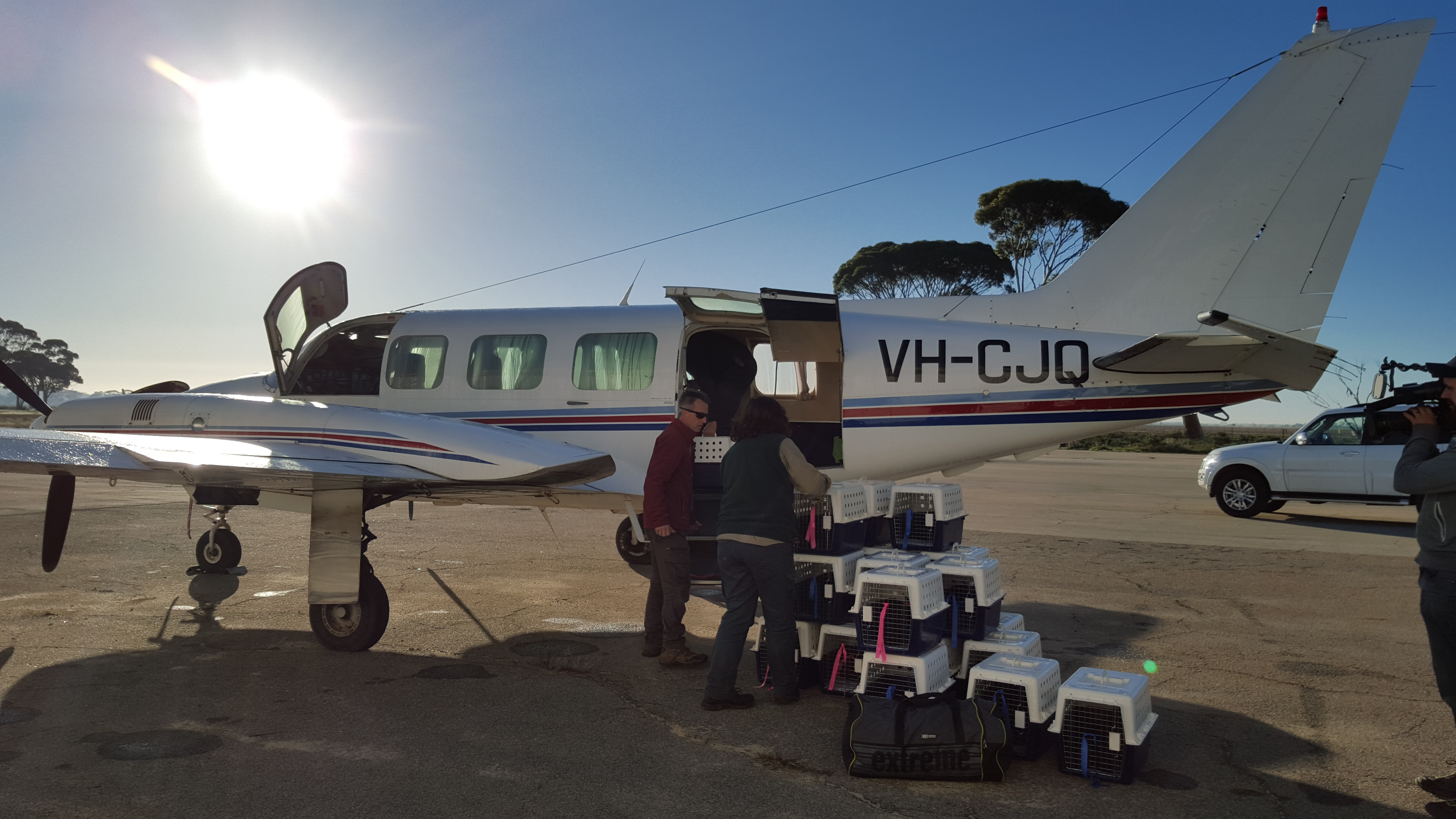 Natasha Moore and Craig Pentland, DBCA loading the rock-wallabies from Kellerberrin airstrip to be translocated to Kalbarri National Park, Western Australia.