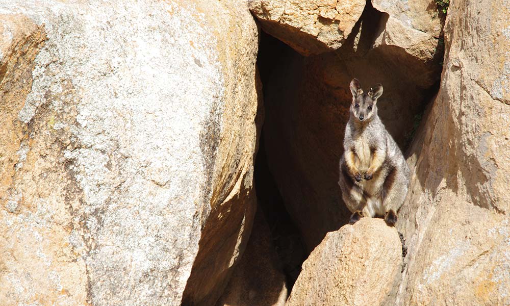 Black-flanked rock-wallaby, Central Wheatbelt