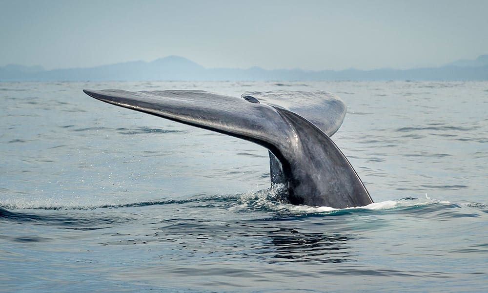 Tail fluke of a blue whale diving. Mirissa, Sri Lanka