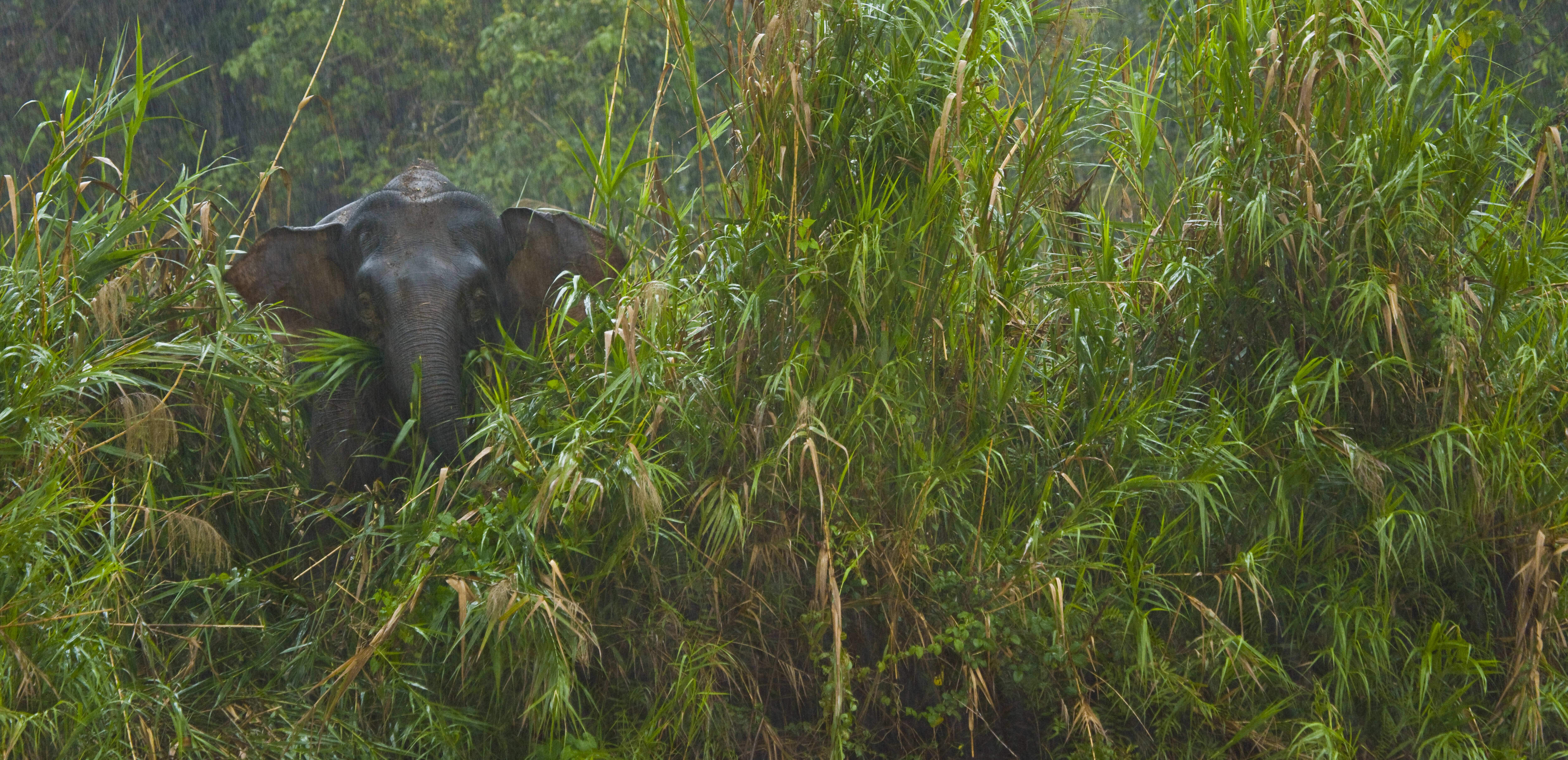 Bornean pygmy forest elephant (Elephas maximus borneensis) in lowland rainforest, Rio Sungai Kinabatangan, Sabah, Borneo, Malaysia. Veolia Environnement Wildlife Photographer of the Year 2009, Runner-up in 'Gerald Durrell Award for Endangered Wildlife' category.