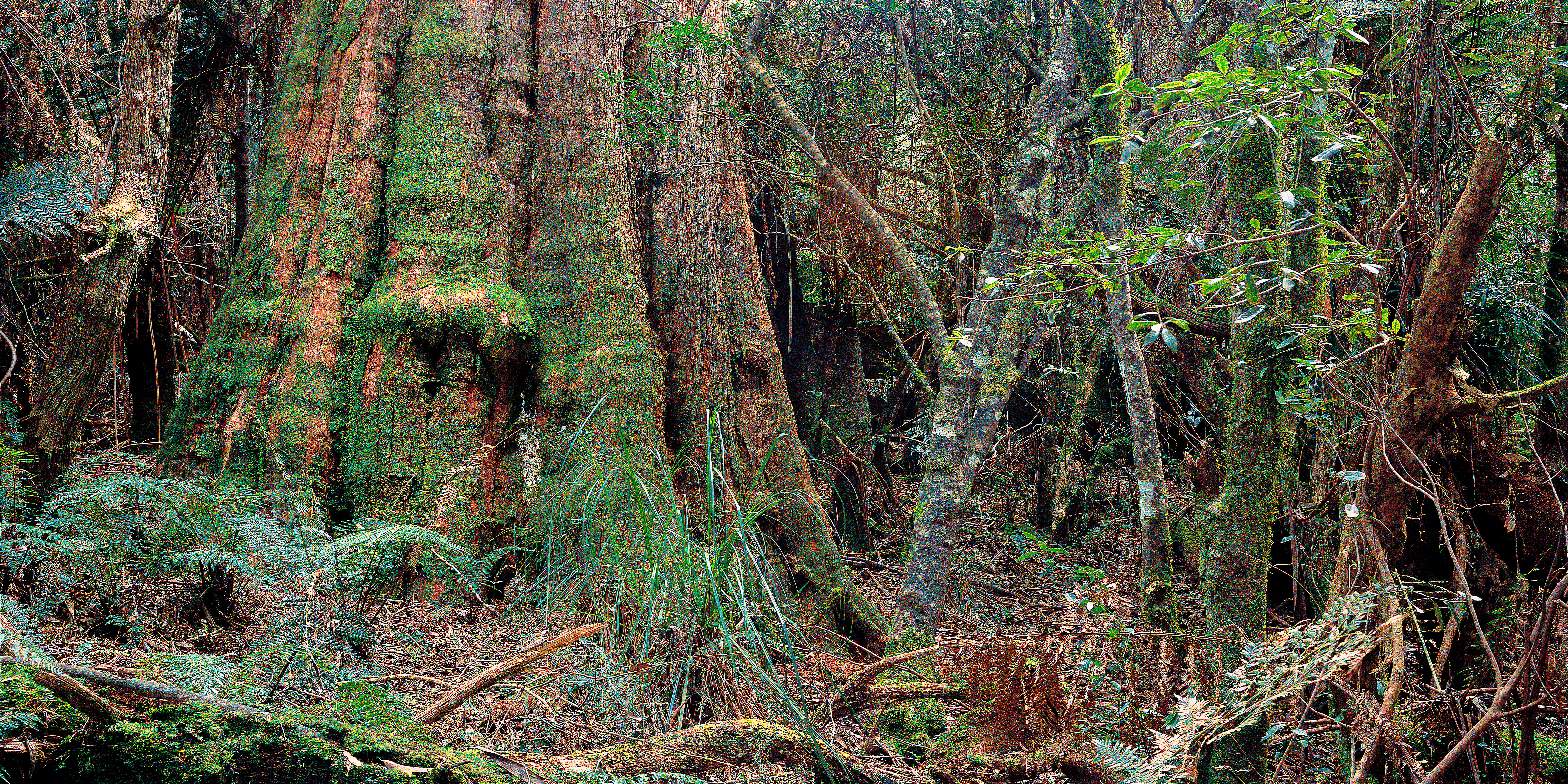 Brown Barrel (Eucalyptus fastigata) old-growth, Bemboka Section, South East Forest National Park, New South Wales, Australia