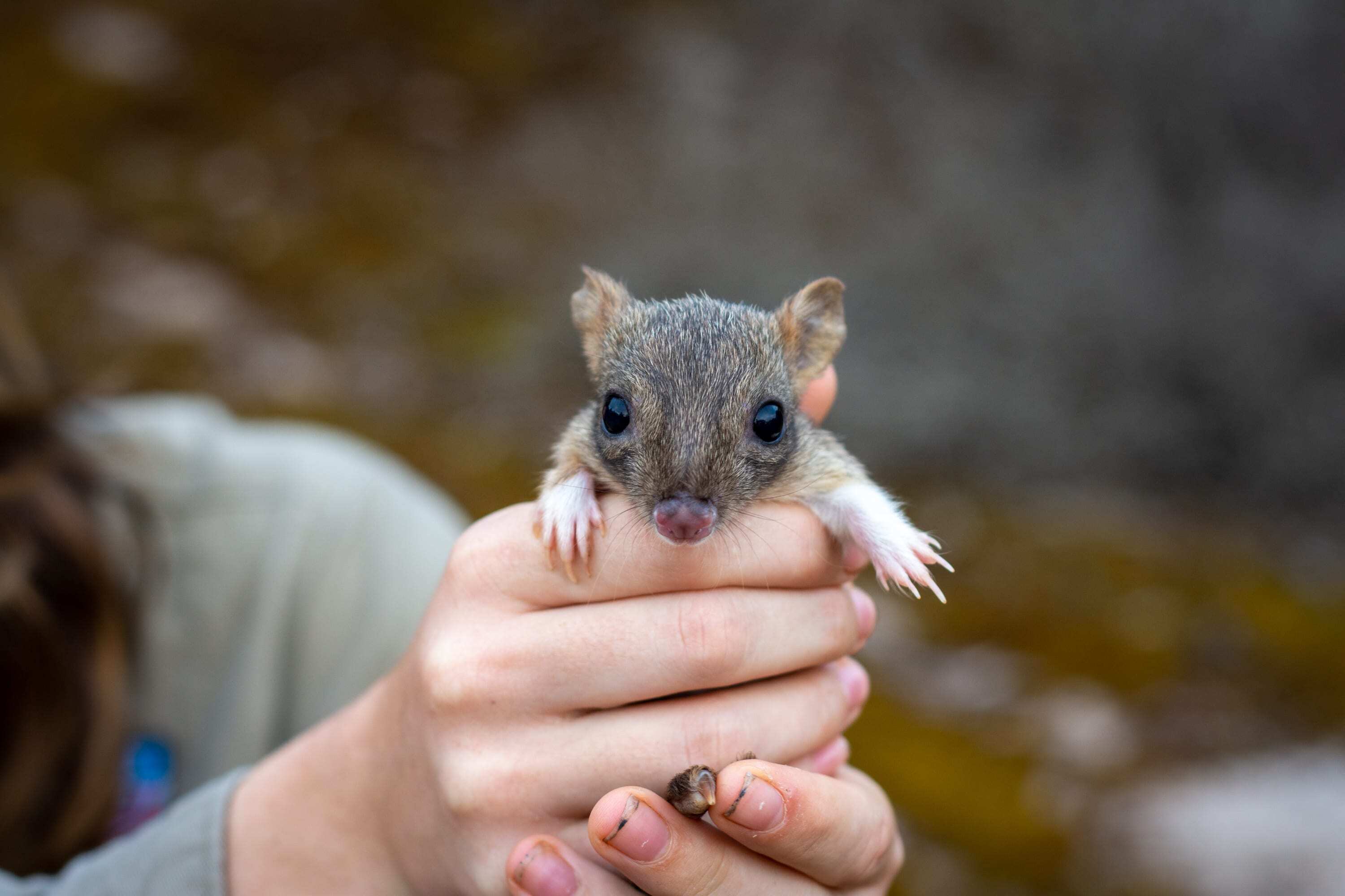 A woylie (also known as a brush-tailed bettong) joey in hand.