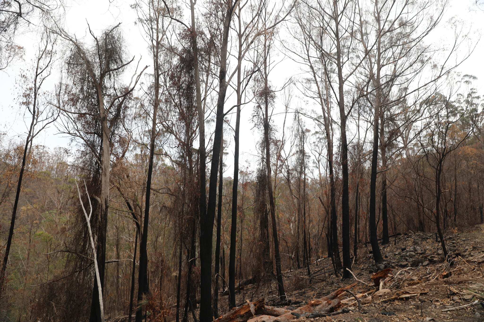Burned trees in Maryvale