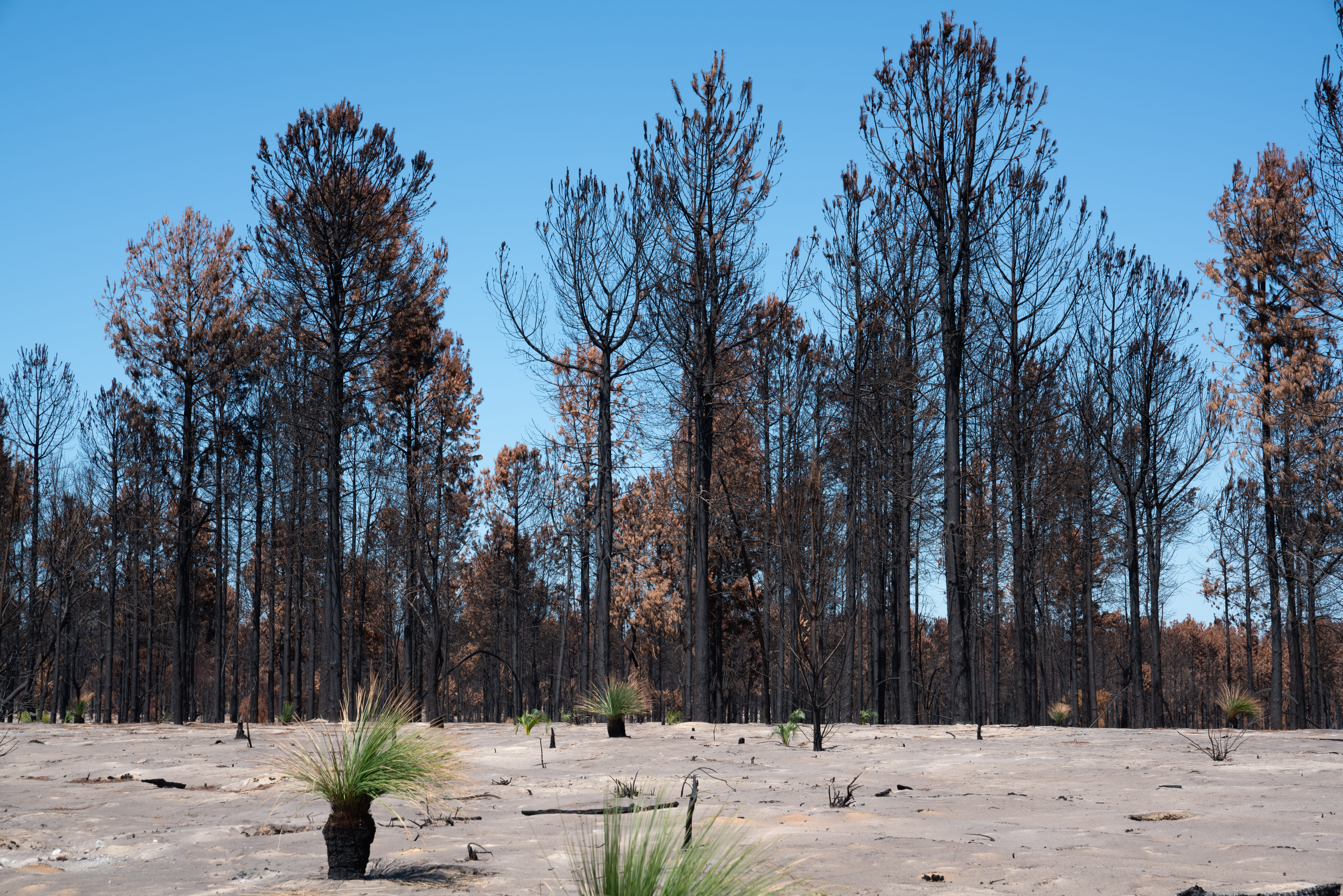 Bushfire-affected landscape in Two Rocks, WA