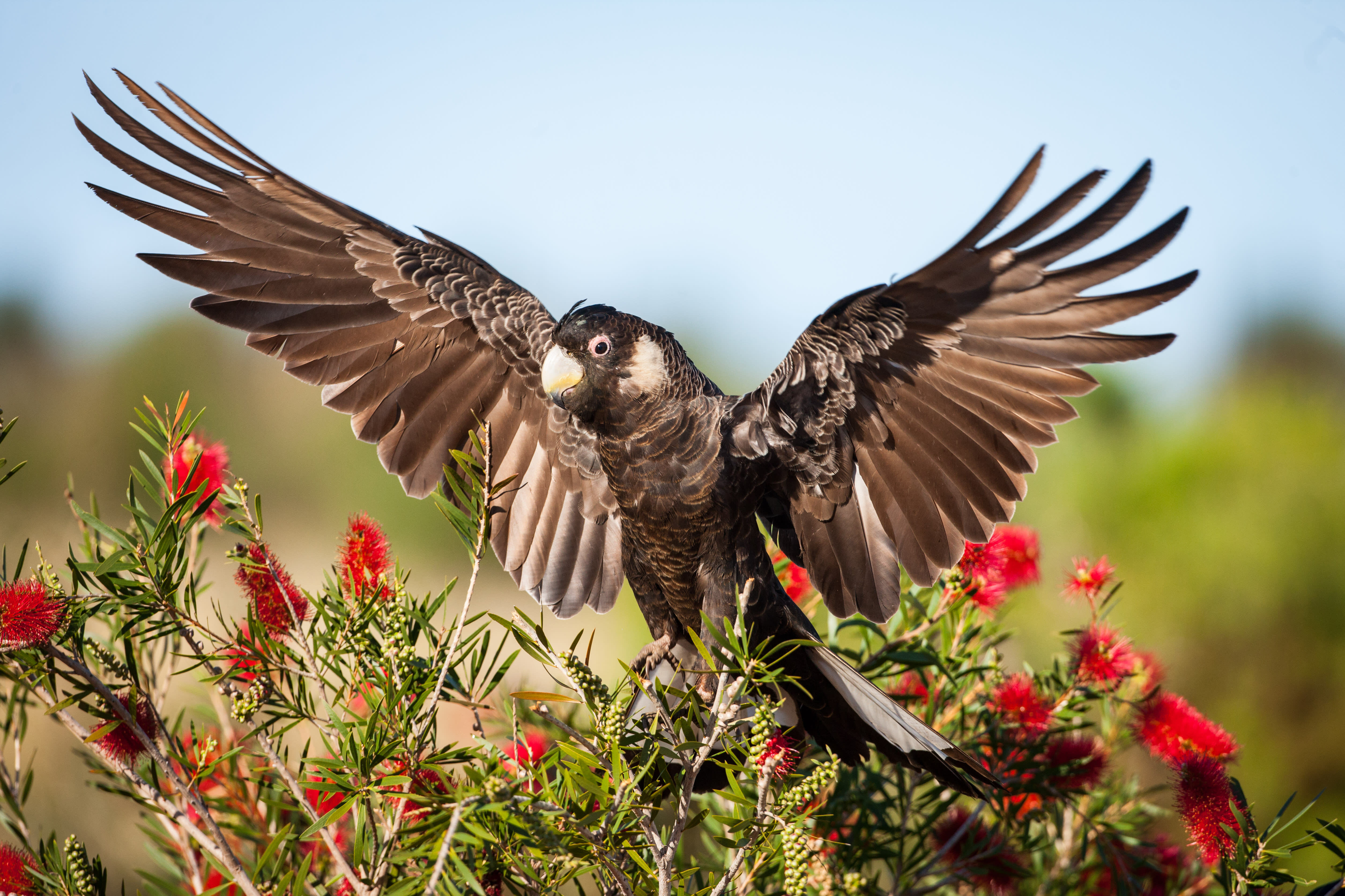 Carnaby's black cockatoo (Calyptorhynchus latirostris) displaying its wings. Western Australia.