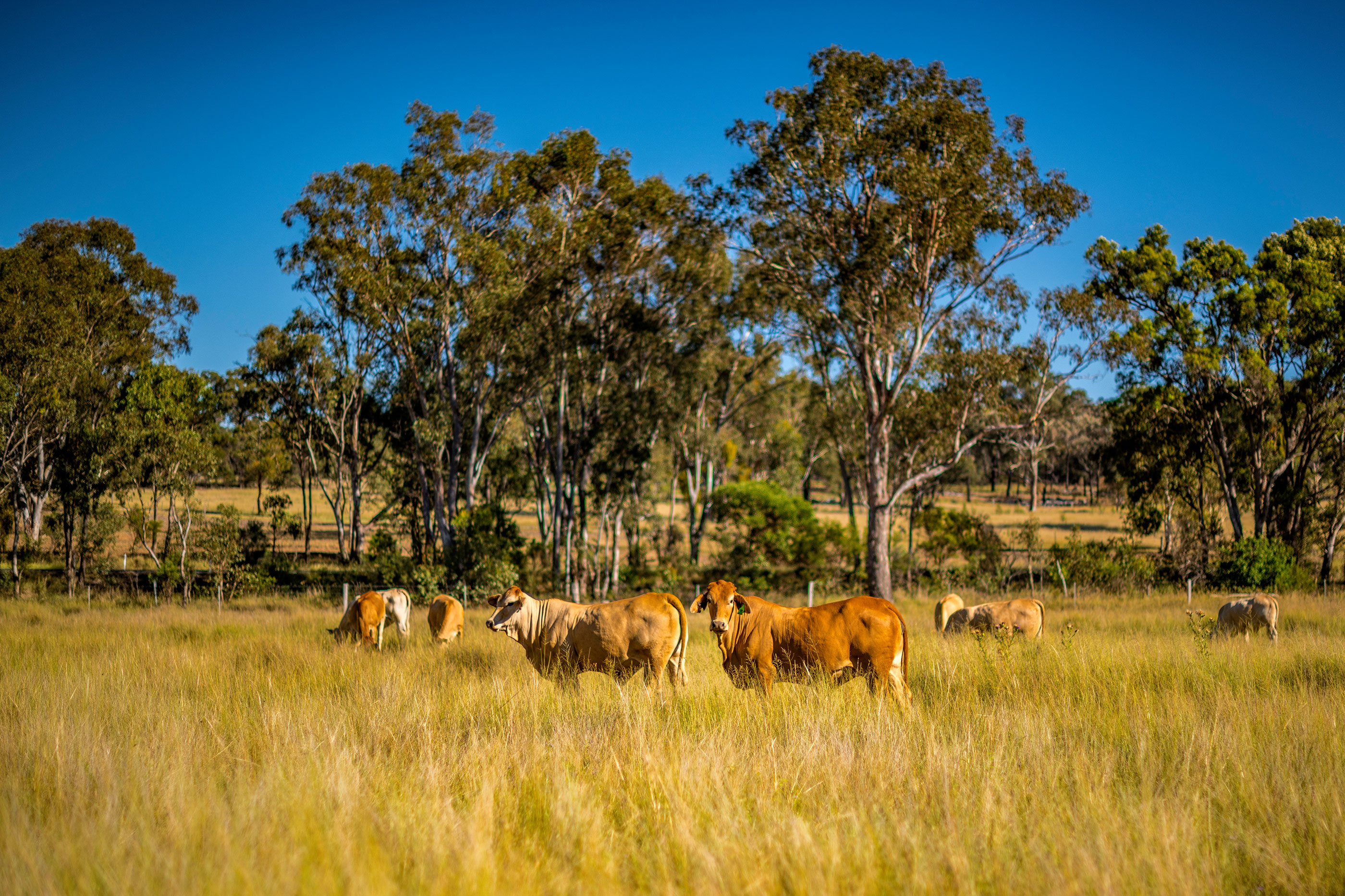 Grazing land on an Australian cattle property in South East Queensland. Herd of Charolais cross Brahman cows amongst the grass pasture with ironbark trees beyond. Blue sky. Darling Downs.