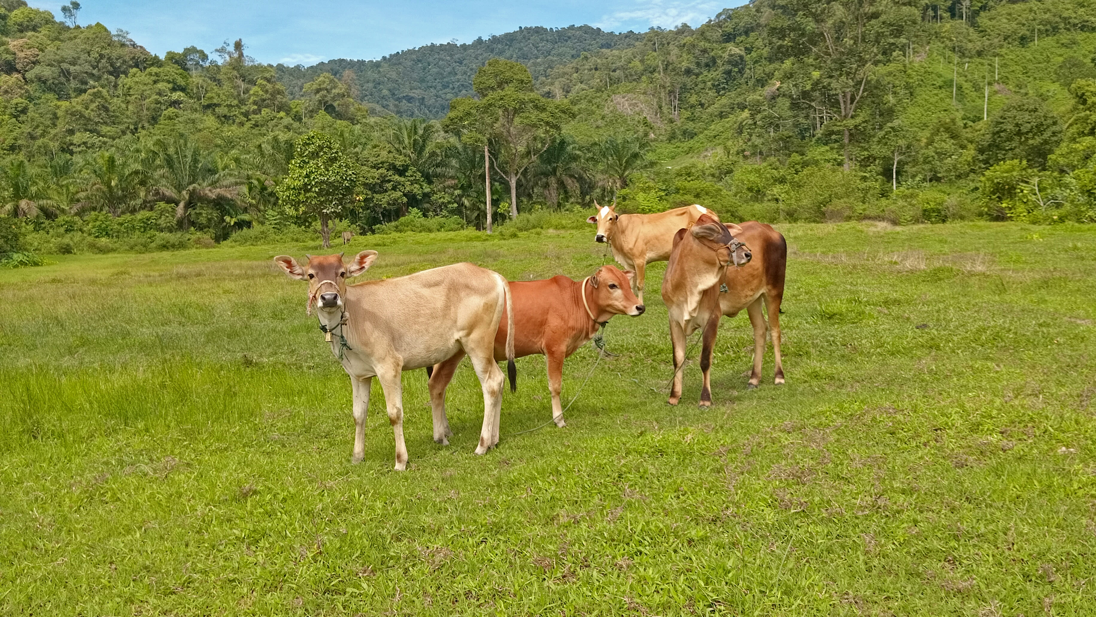 Cattle stock