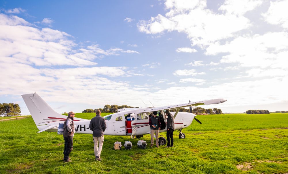Brush-tailed bettongs are unloaded from a plane.