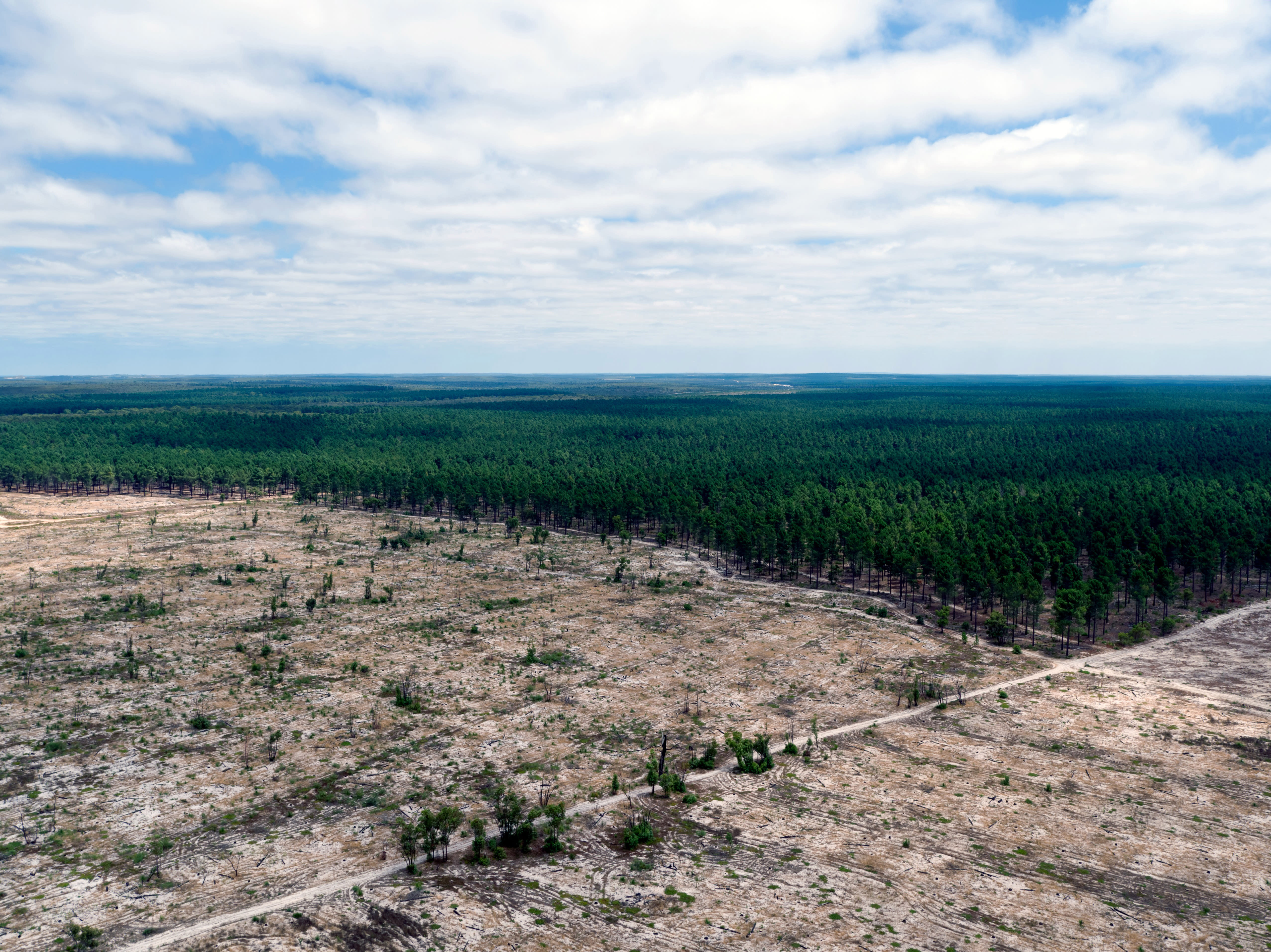 Aerial view cleared pine plantations in Gnangara-moore River State Forest. Yanchep, Western Australia, February 2017.
Pine seeds from non-native pine plantations are an important food source for Carnaby’s black cockatoos, following the destruction of native habitat on the Perth-Peel coastal plain. But widespread clearing of the pine plantations – with no replacement food source available – has coincided with a 53% decline of the Perth-Peel Carnaby’s cockatoo population since 2010 and fears for their future survival.