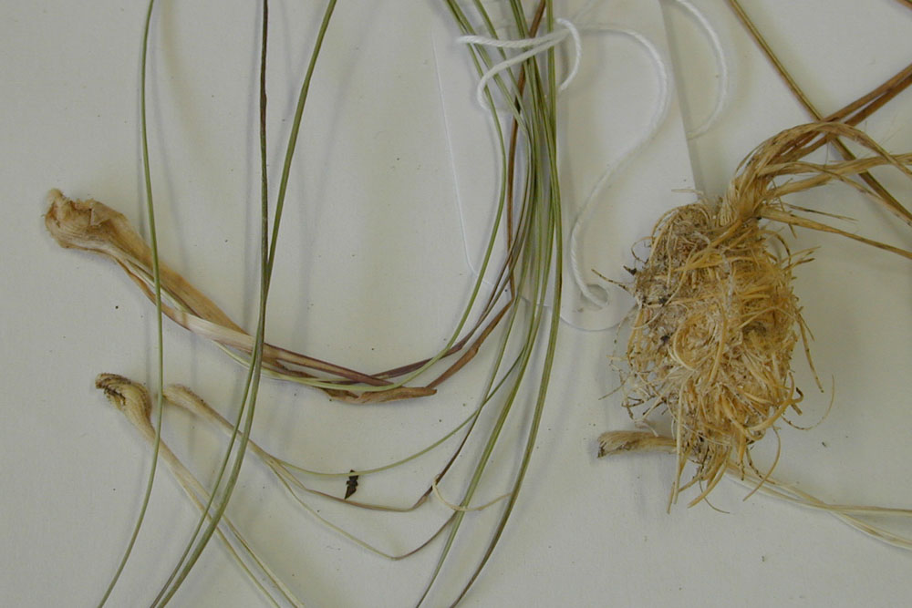 A sample of cockatoo grass