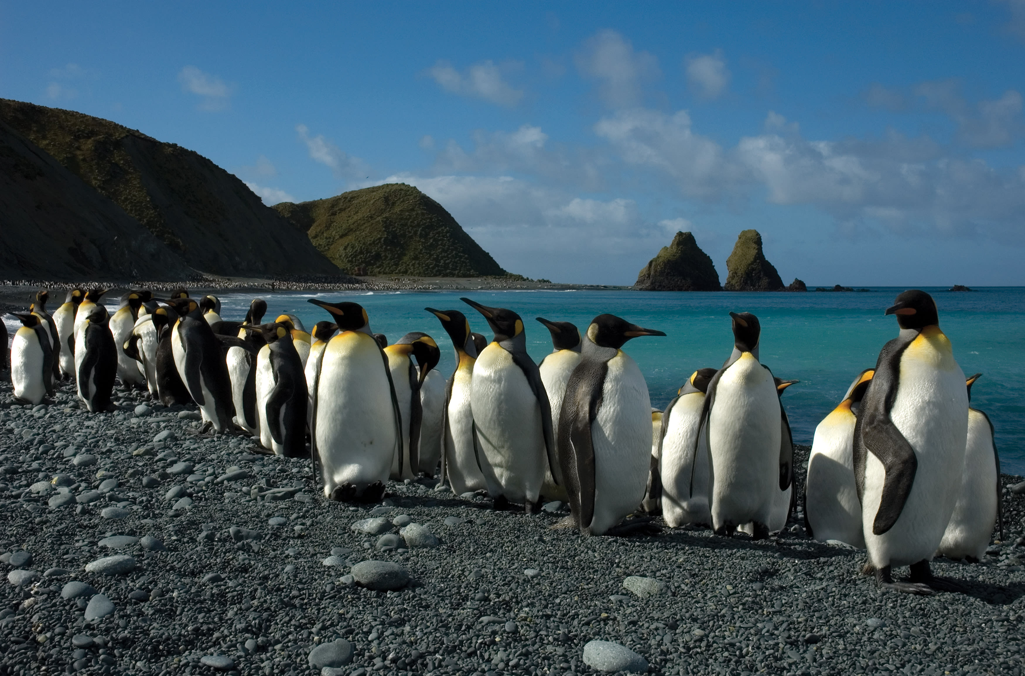 Colony of king penguins, Macquarie Island, November 2005