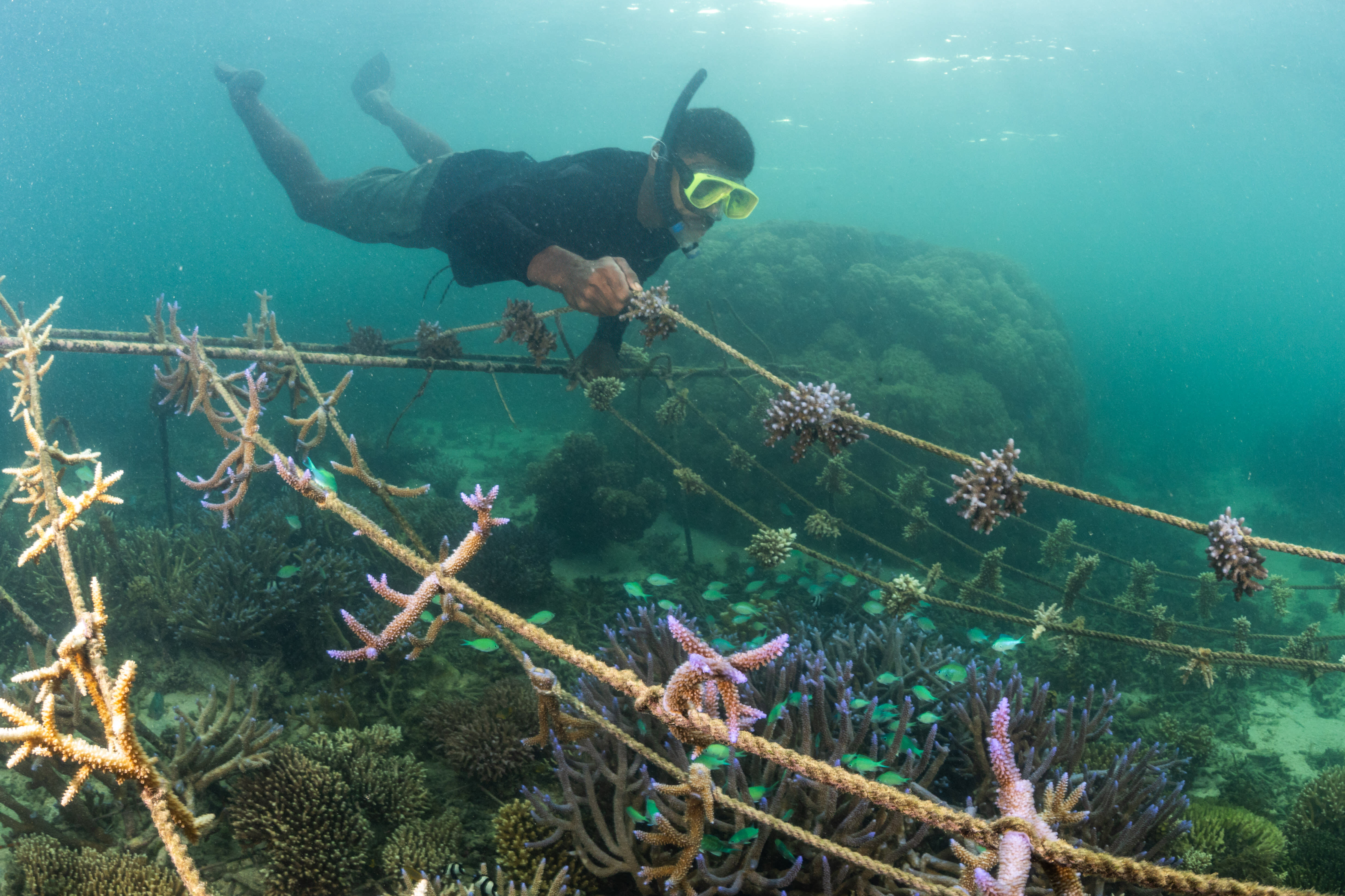 Wilson Hazelman, Corals for Conservation, during the construction of a new coral nursery off Uluibau Village on Moturiki. Lomaiviti Province, Fiji.