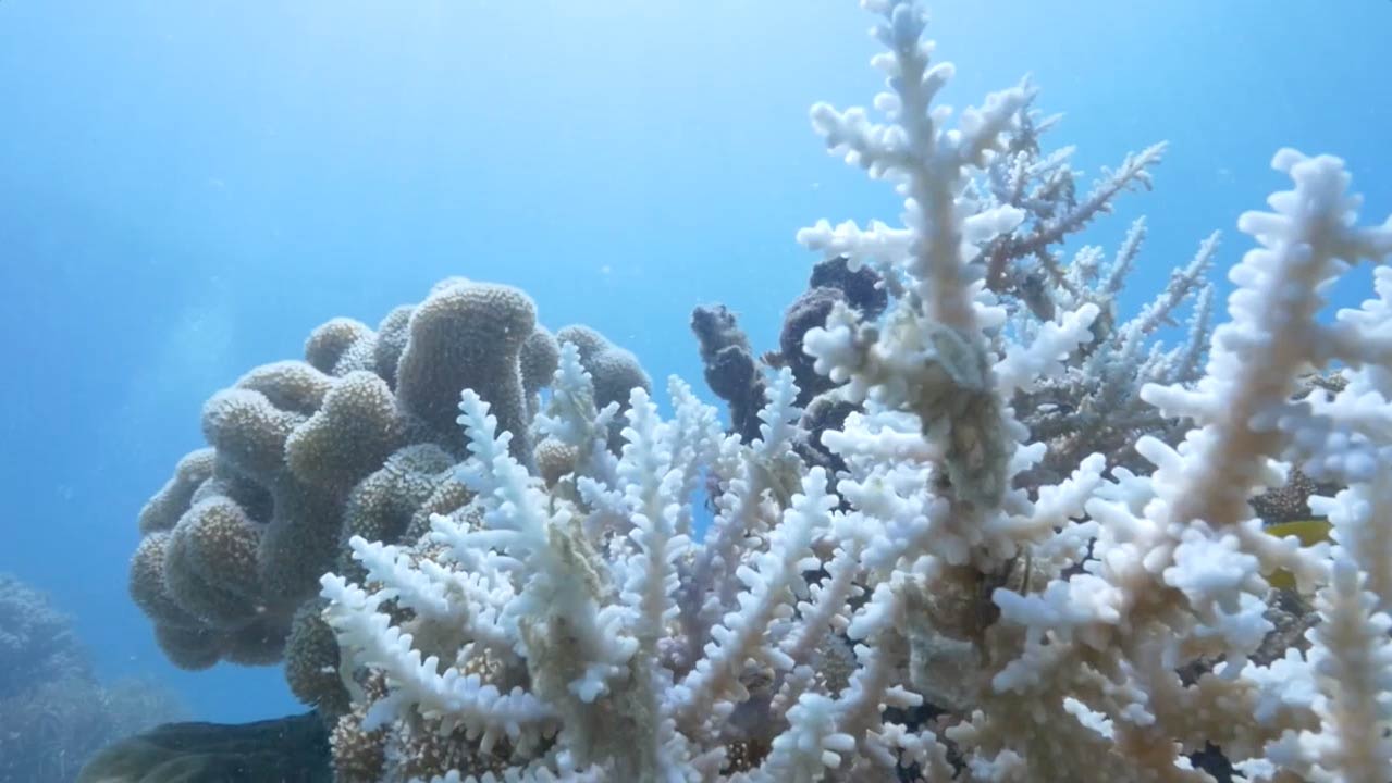 Coral bleaching banner video background