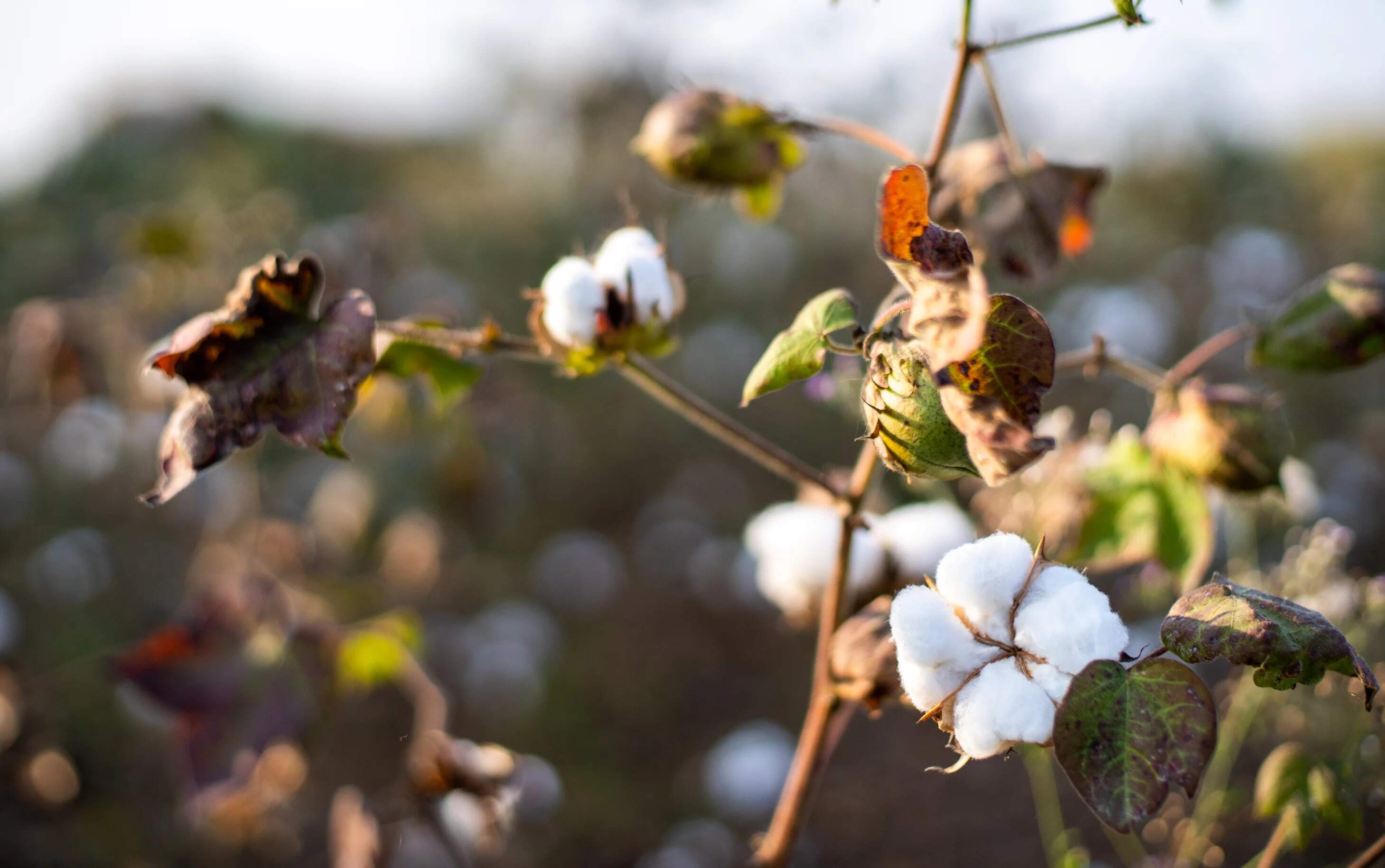 img_cotton_plant