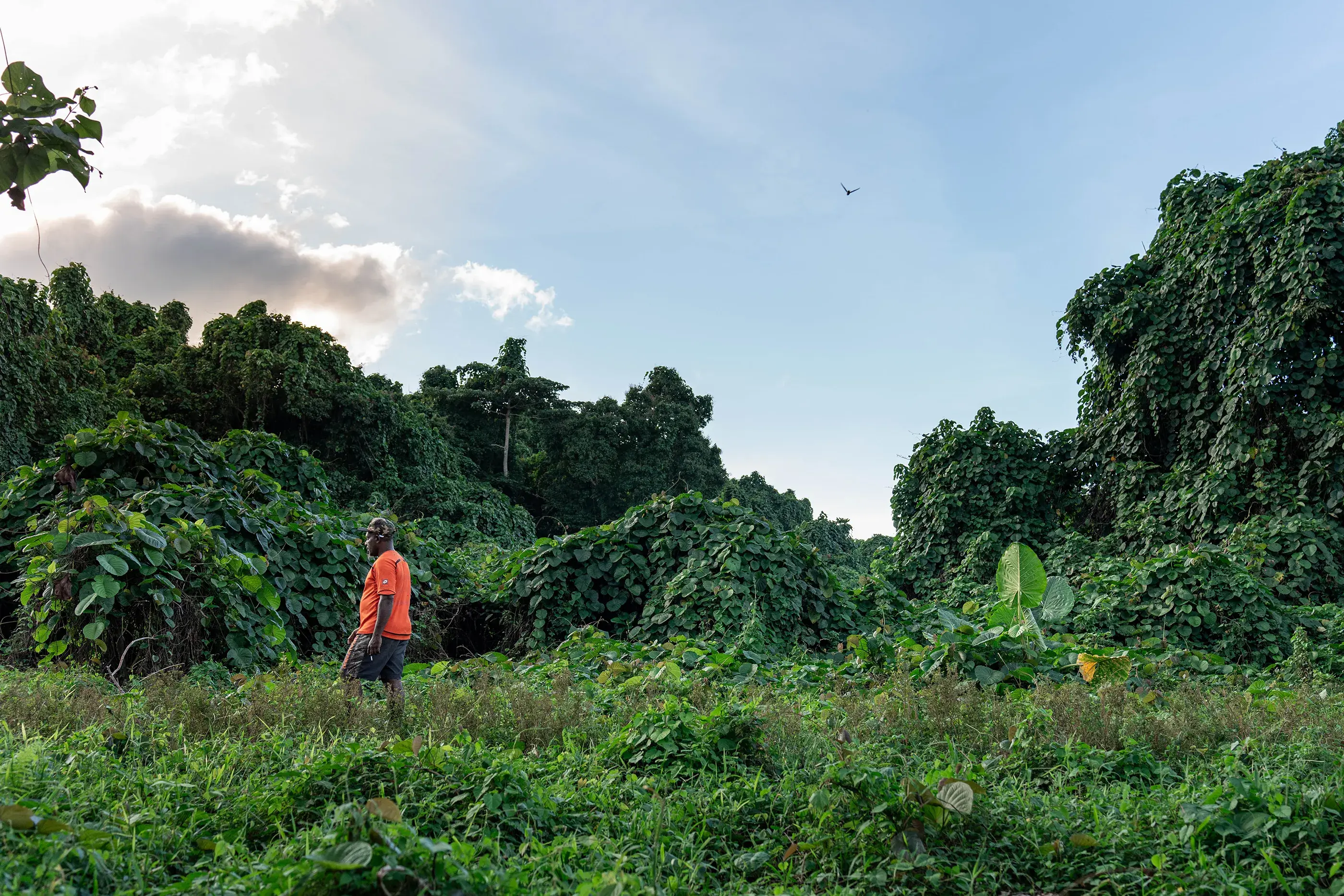 A person stands in a green forest landscape. Chief Skip stands in front of big lif  - an invasive weed also known as Merremia, Vanuatu