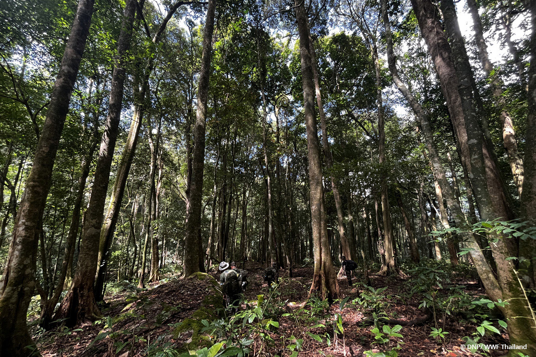 Photo of a forest in Thailand. © DNP / WWF-Thailand
