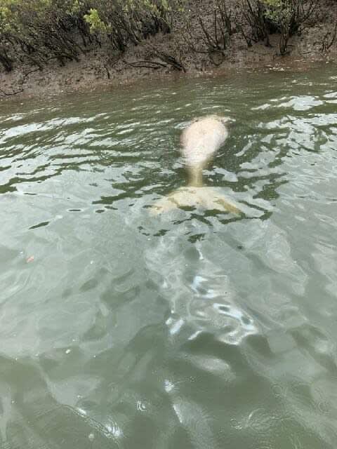 Dugong floating at Beaver Rock, Mary River