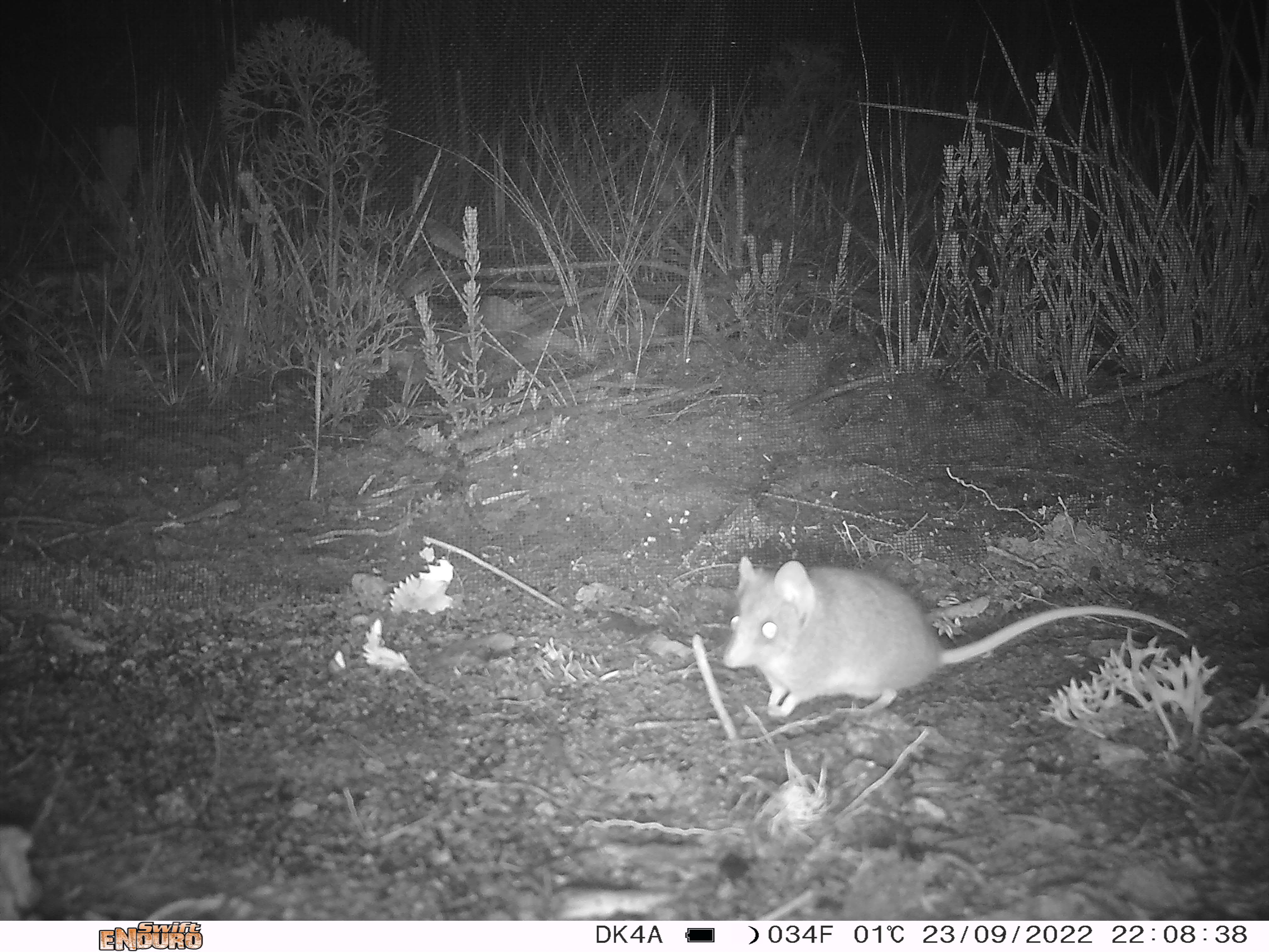 Eyes on Recovery cameras capture a Kangaroo Island dunnart