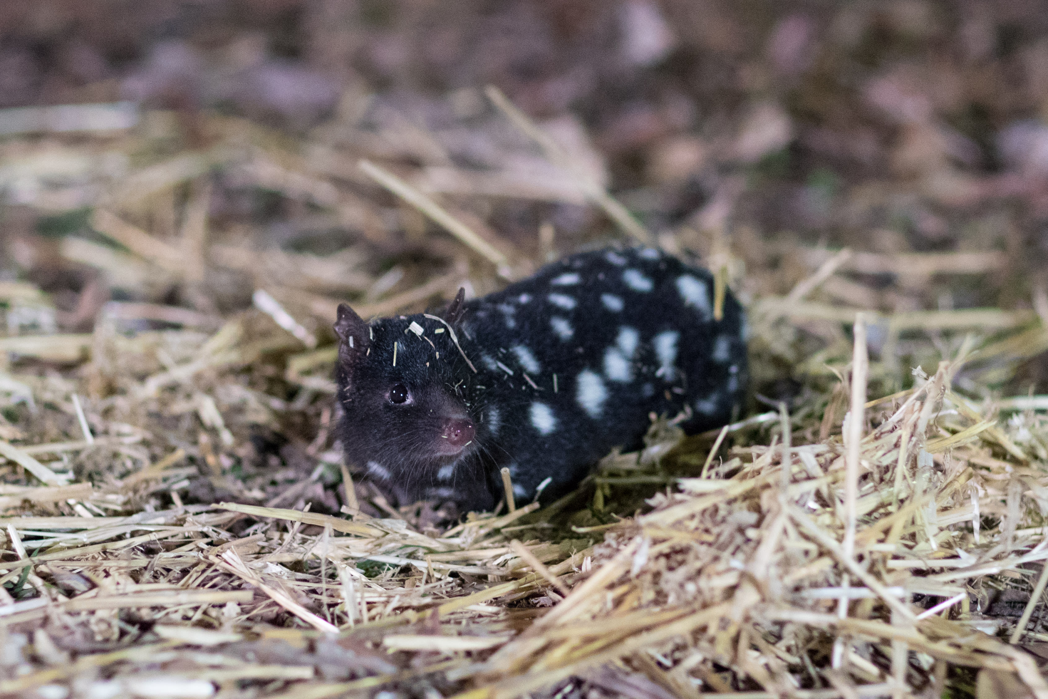 Eastern quoll being released into the wild.
The journey to re-establish a wild population of eastern quolls on the Australian mainland has taken another big step forward with 40 eastern quolls being reintroduced to Booderee National Park.
The Eastern quoll reintroduction project is a collaboration between Parks Australia, The Australian National University, the National Environmental Science Program Threatened Species Recovery Hub, Wreck Bay Aboriginal Community Council, Rewilding Australia, WWF-Australia, and the Taronga Conservation Society Australia with support from Devils@Cradle, Trowunna Wildlife Park and Devil Ark wildlife sanctuaries.