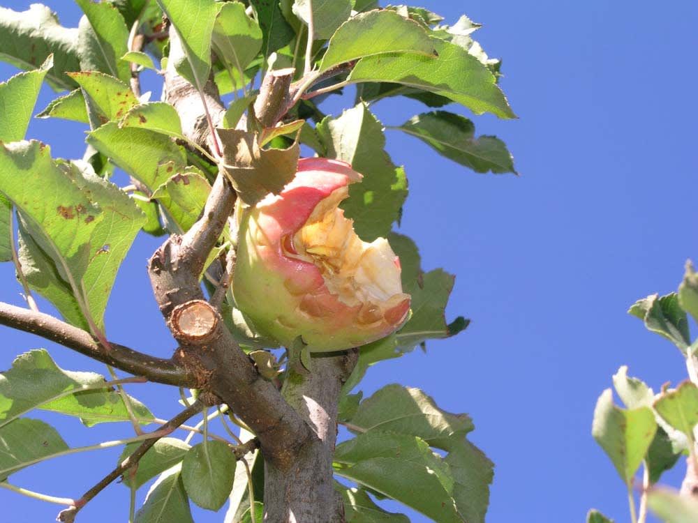 An apple partially eaten by a baudin's cockatoo