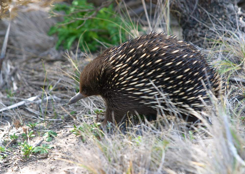 Echidna in grass