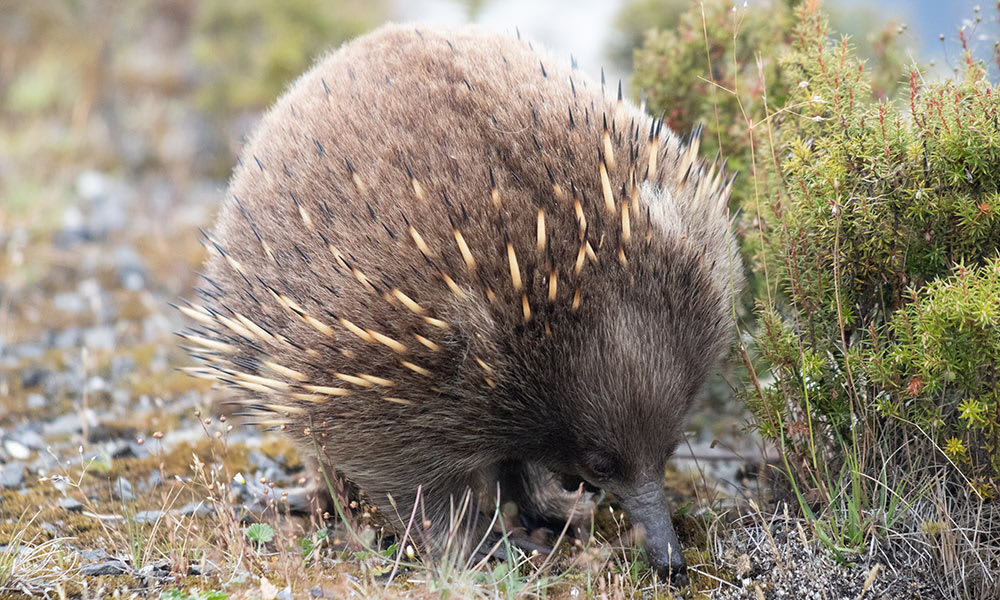 A short-beaked echidna (Tachyglossus aculeatus) foraging on Cradle Mountain, Tasmania.