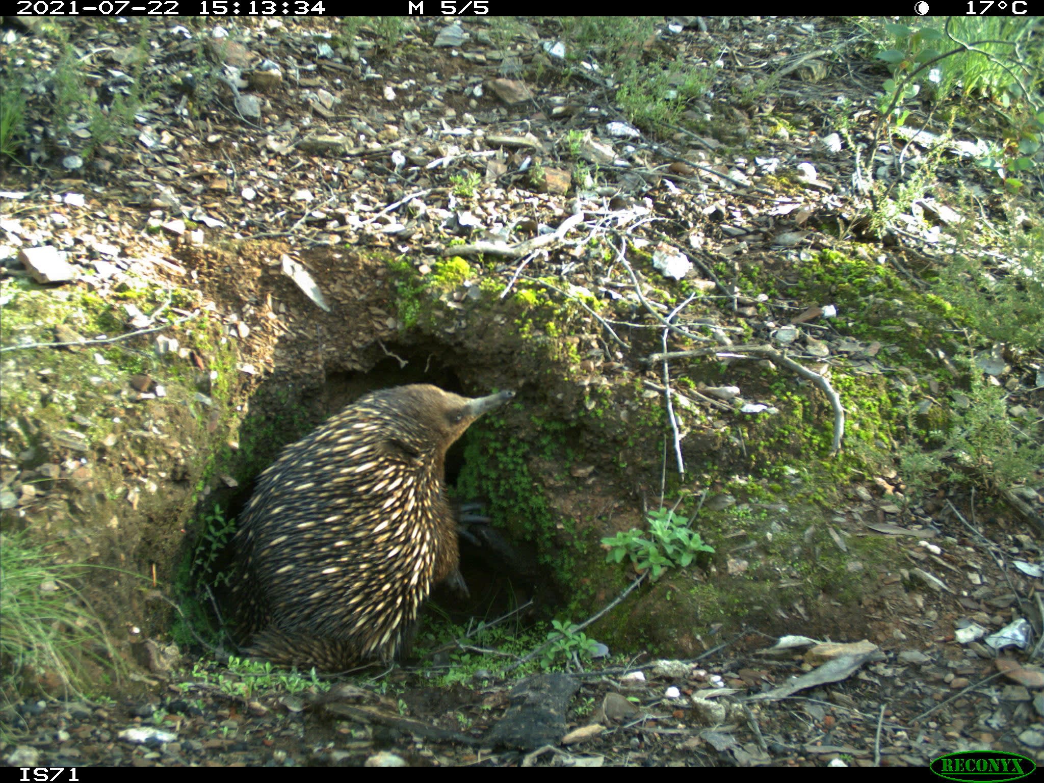img_echidna_wombat_burrow
