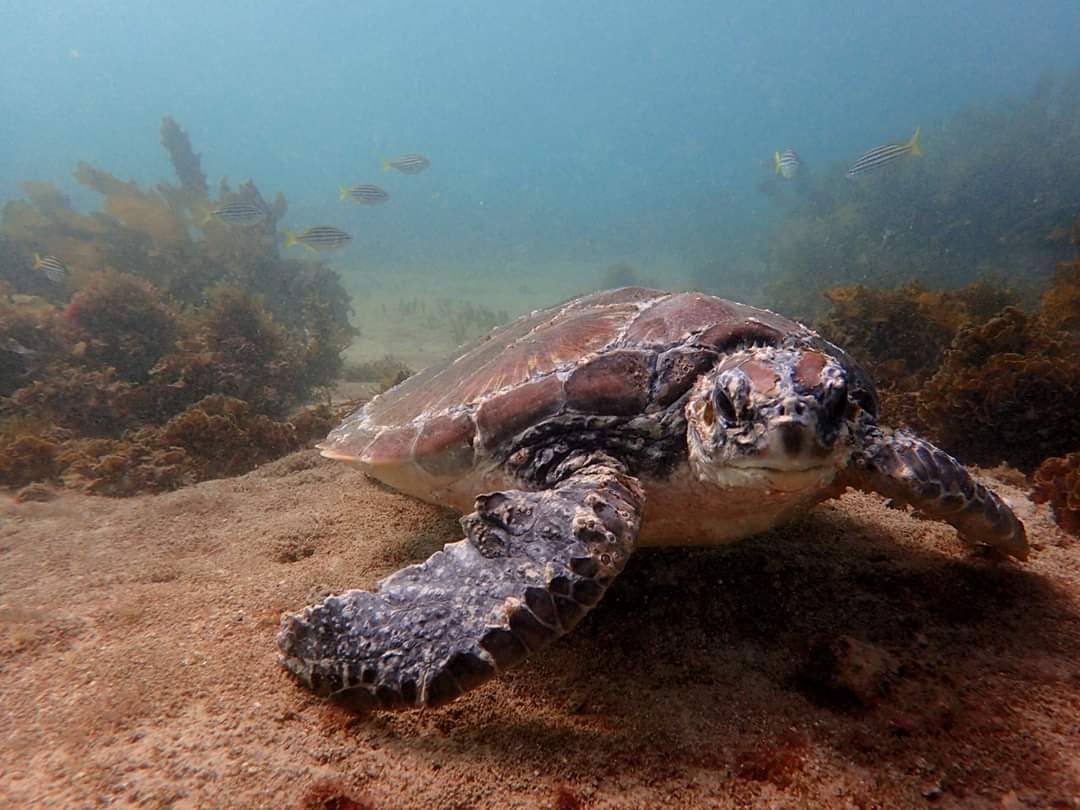 Ella the green sea turtle underwater