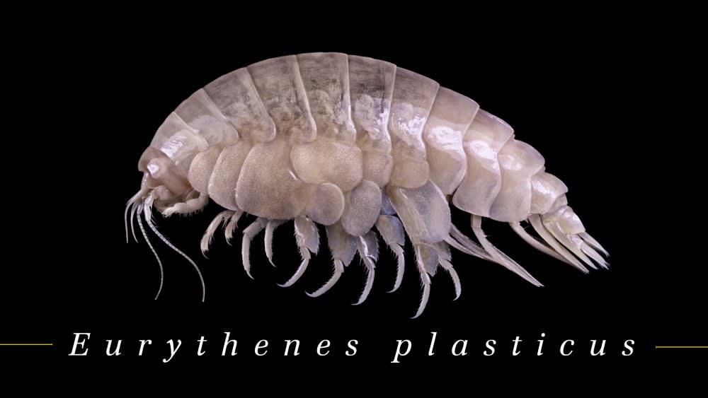 img_eurythenes_plasticus